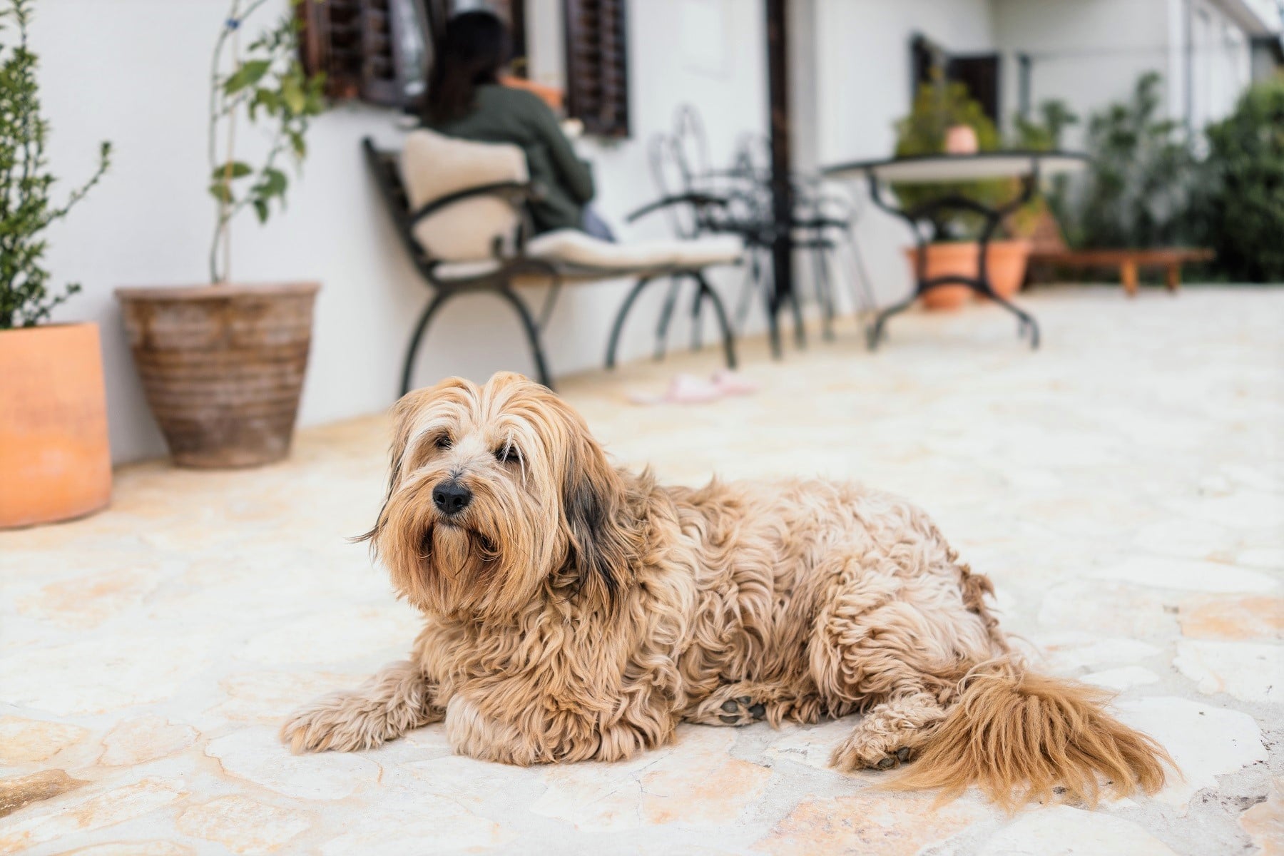 Hund liegt auf mediterraner Terrasse