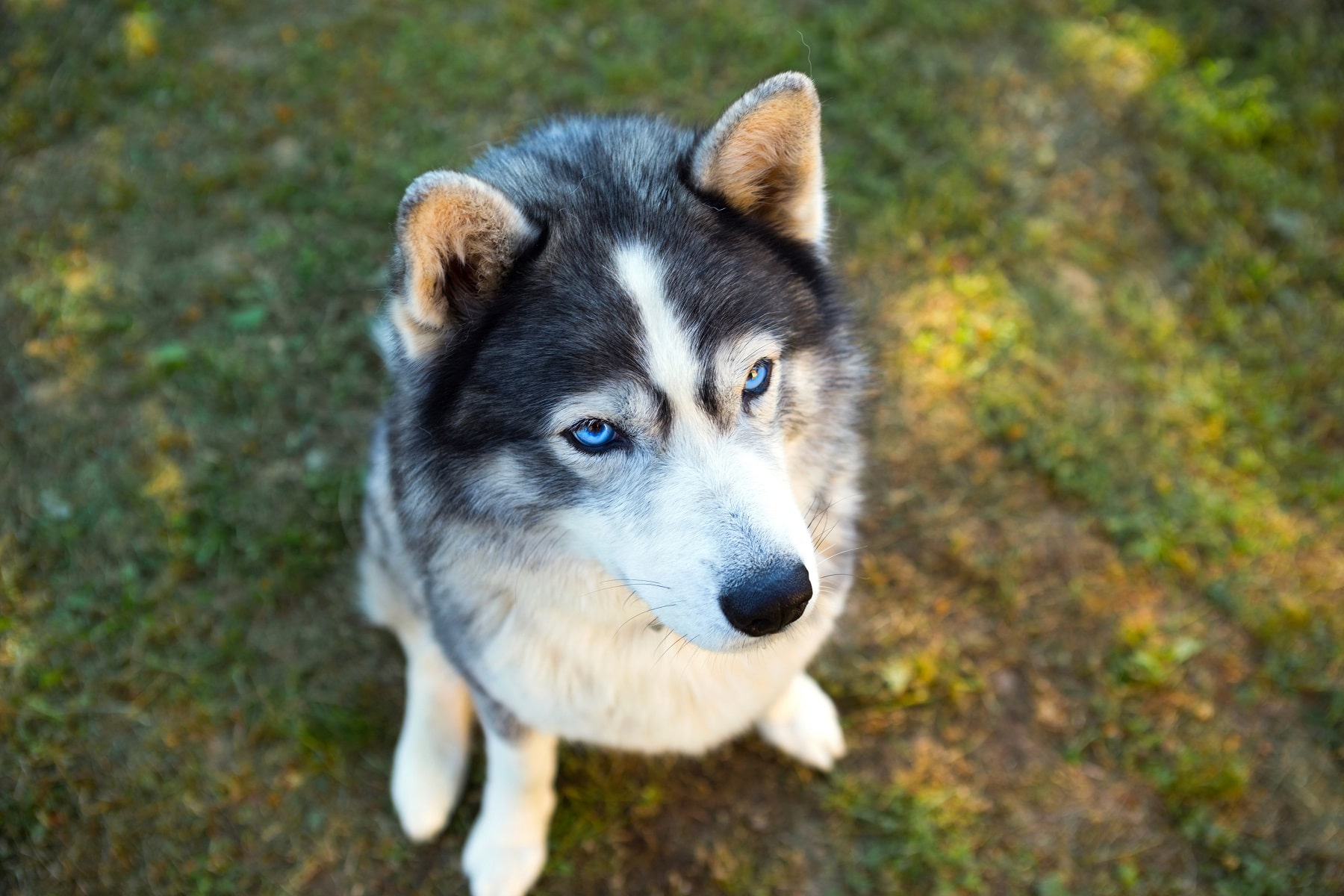 Husky sitzt auf Rasen 