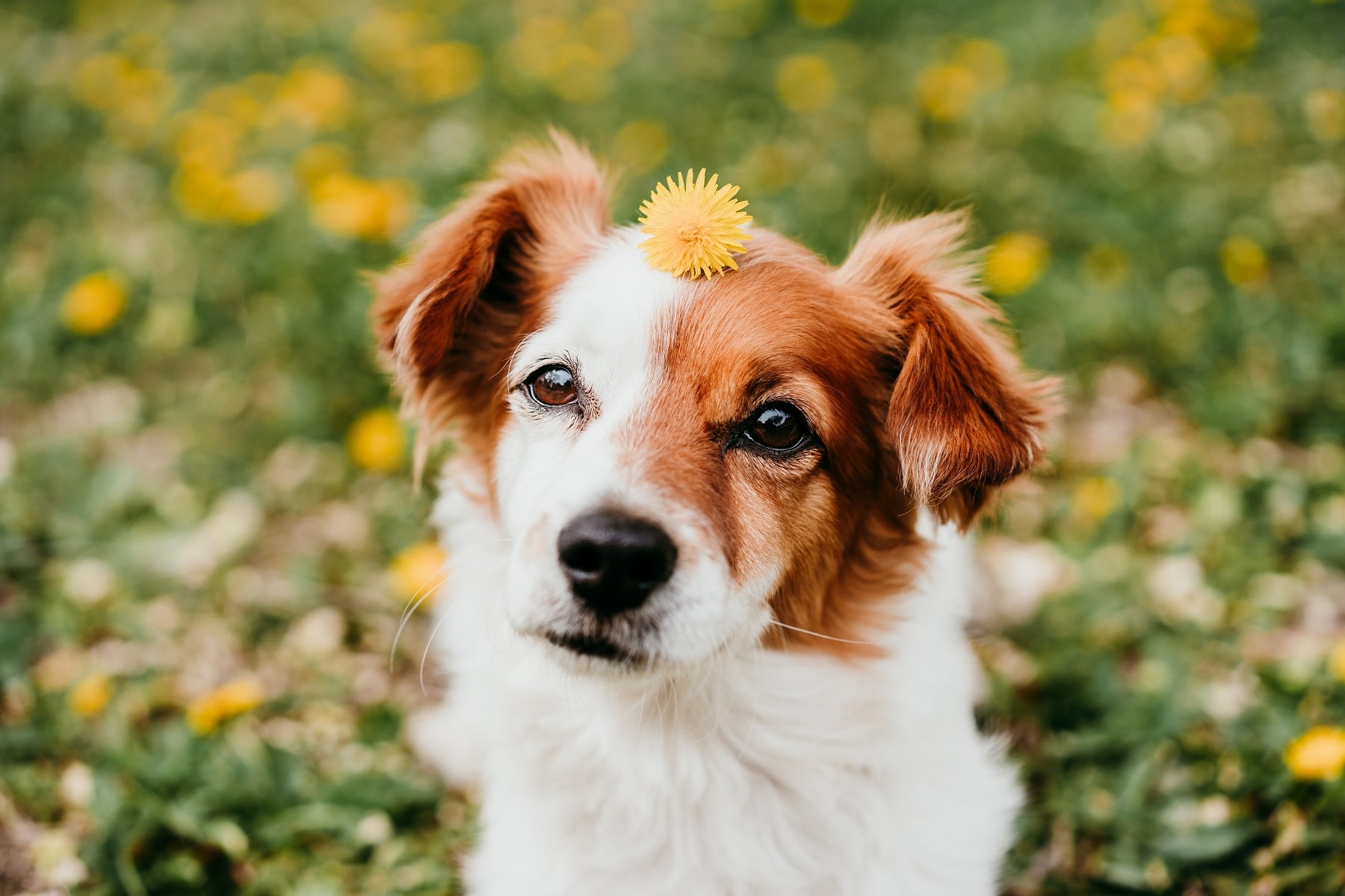 Jack Russell mit Blume auf dem Kopf