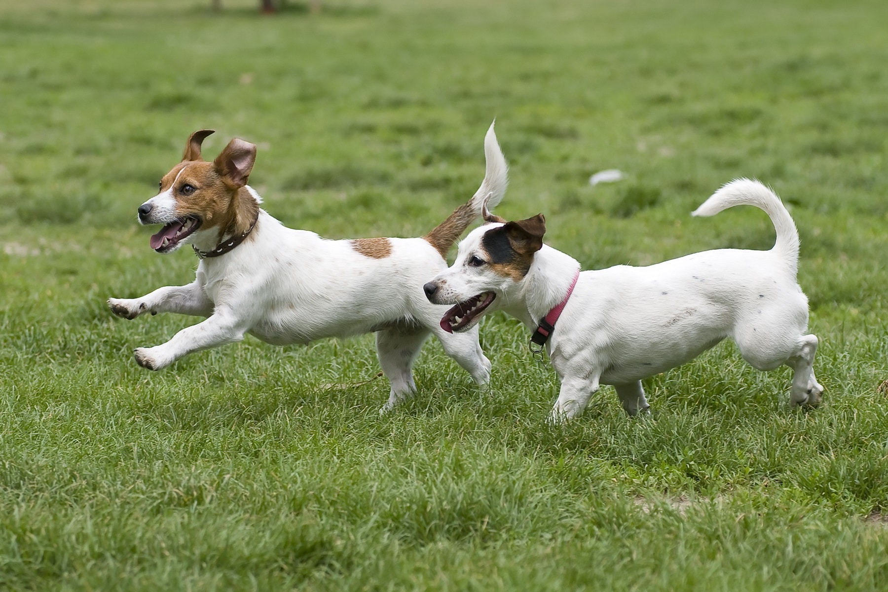 Jack Russell Terrier rennen über Wiese