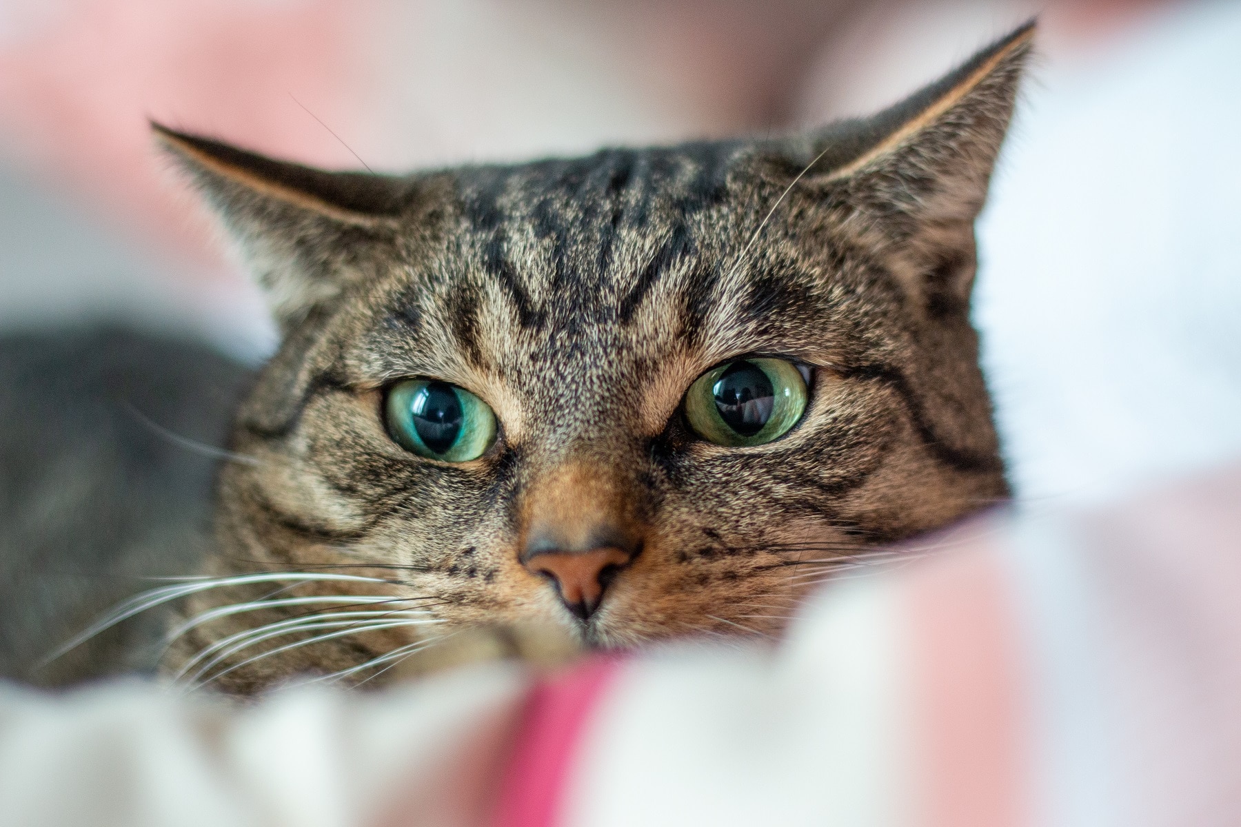 Kater auf Couch