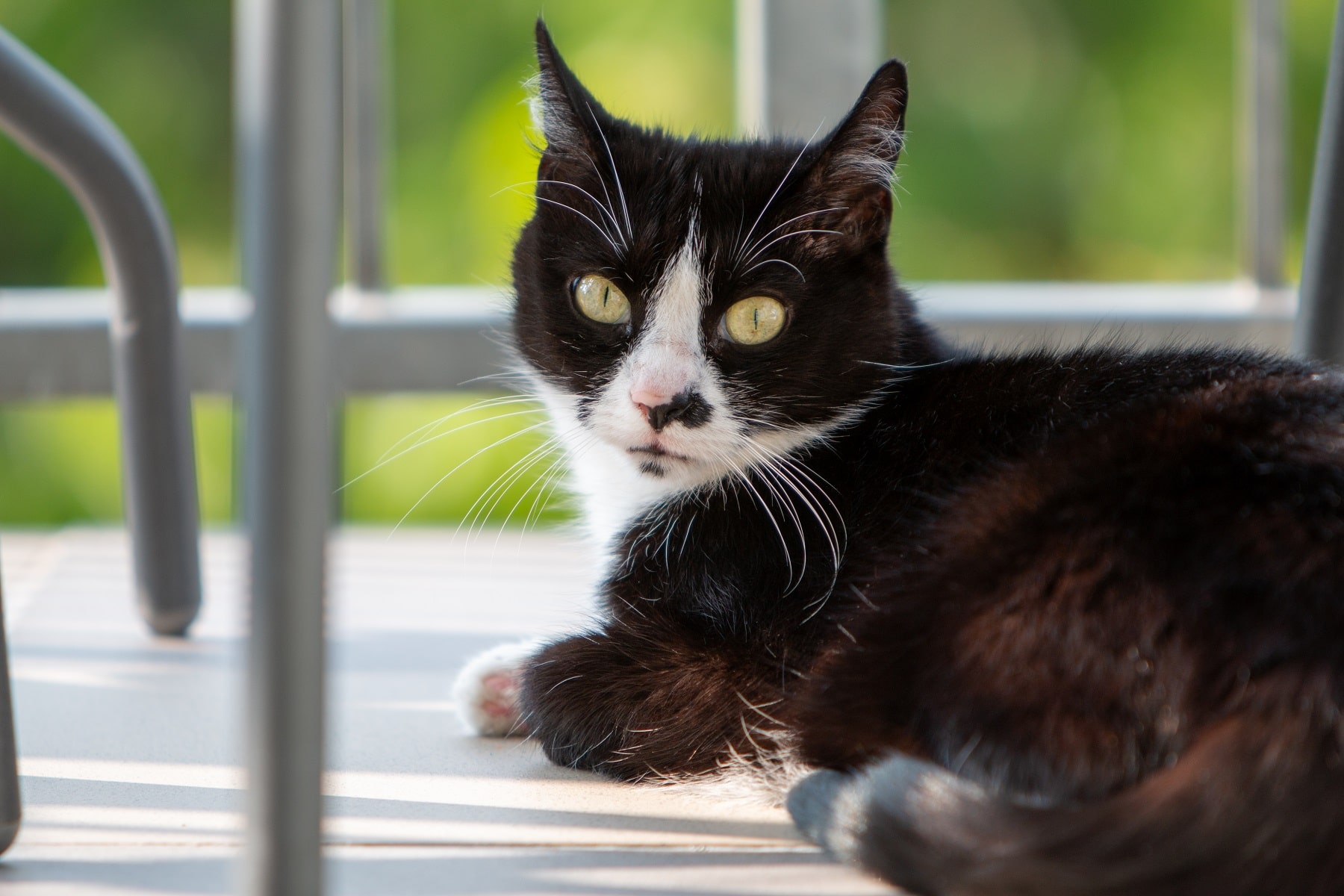 Schwarzer Kater auf Balkon