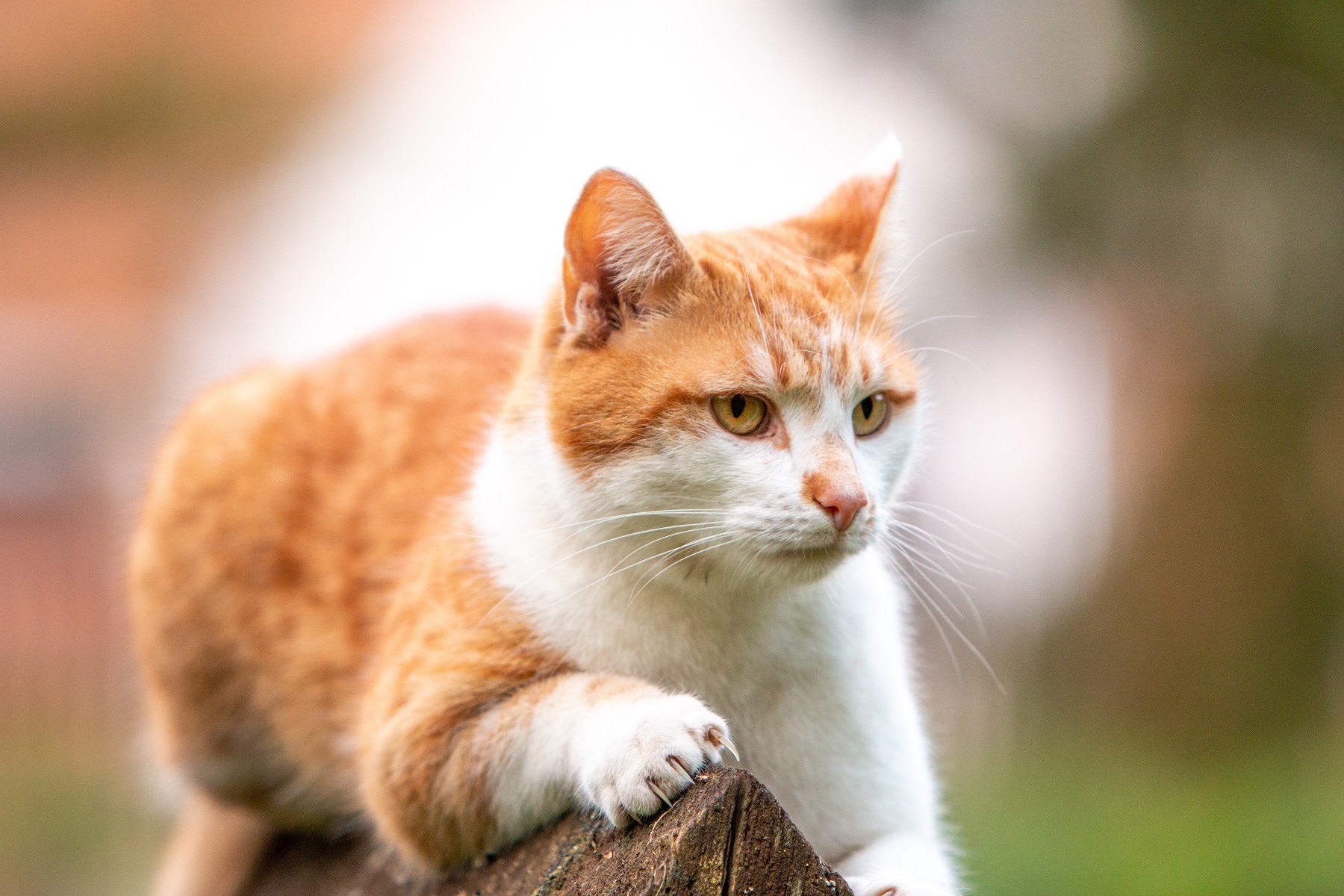 Katze auf Zaunspfahl