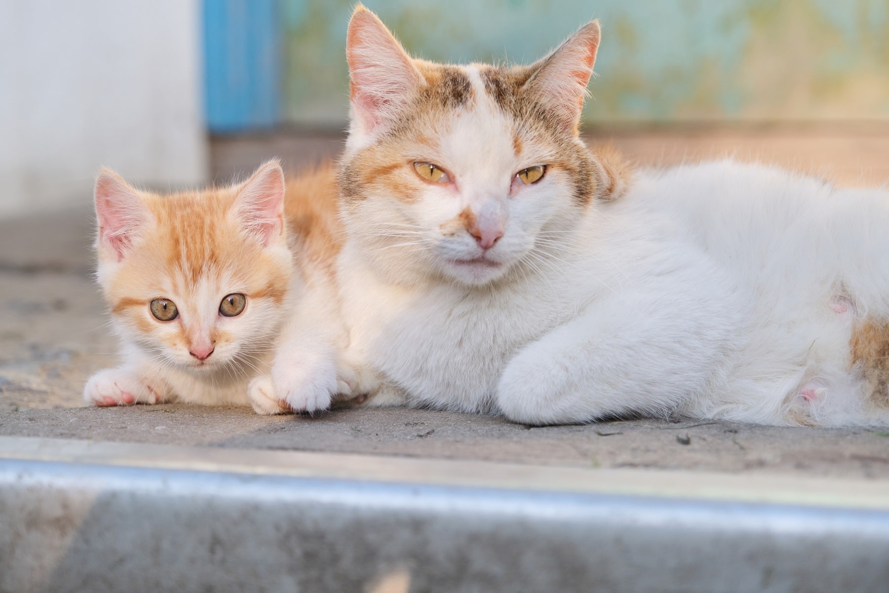 Katzenmutter mit Jungen