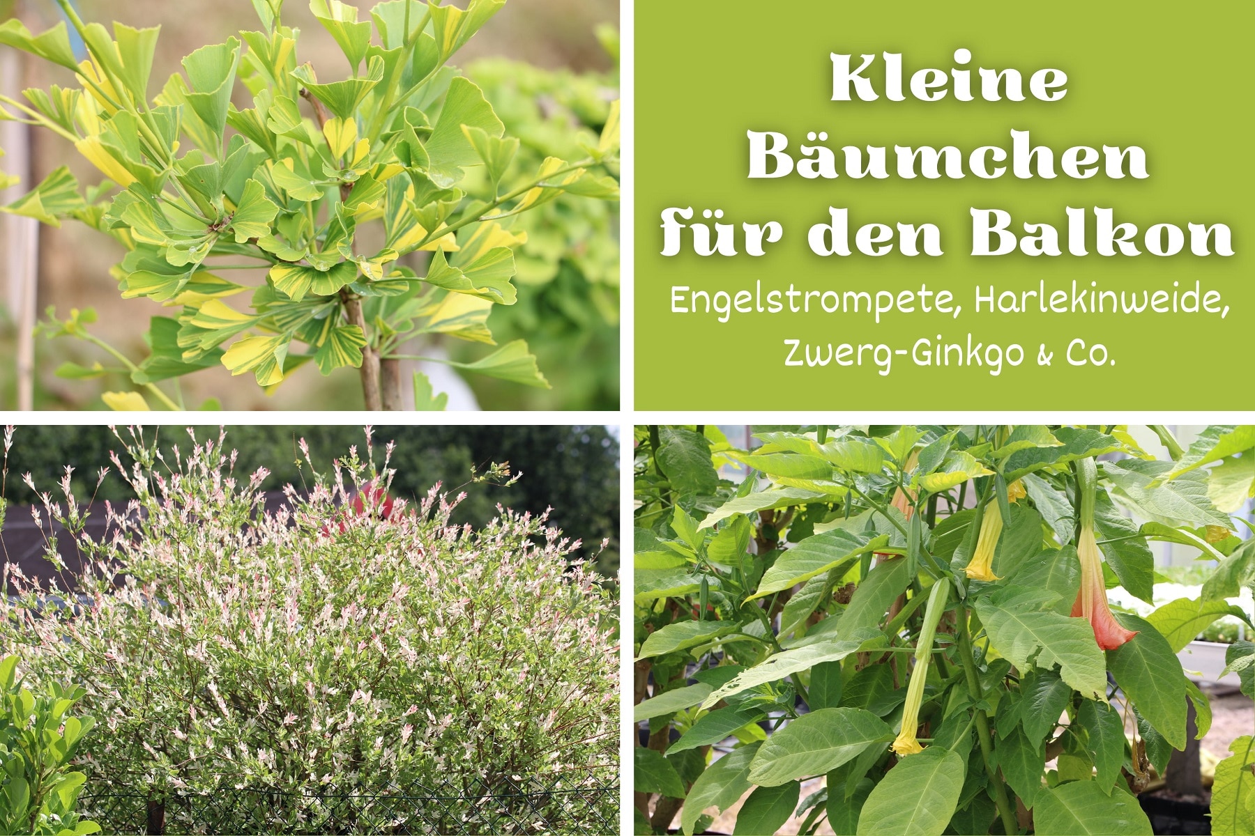 Kleine Bäumchen Für Den Balkon