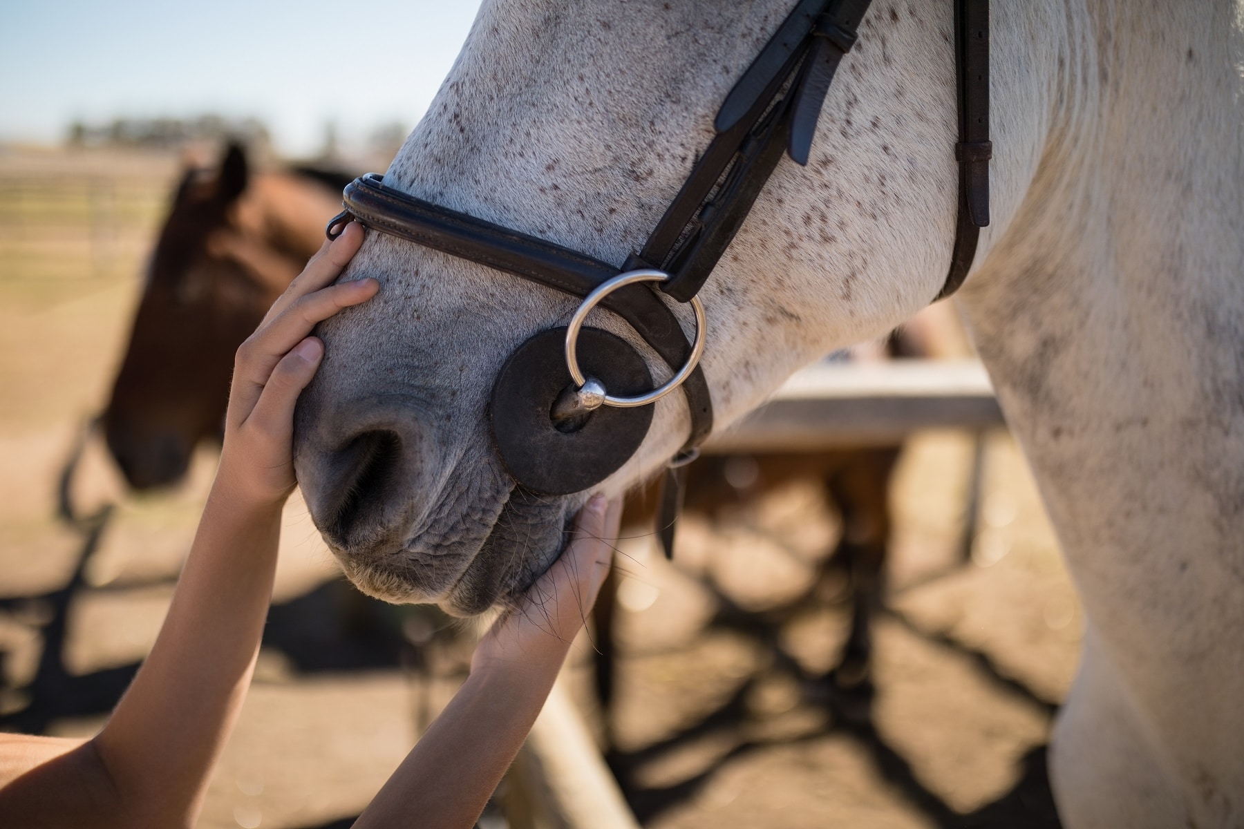 Hand streichelt weißes Pferd