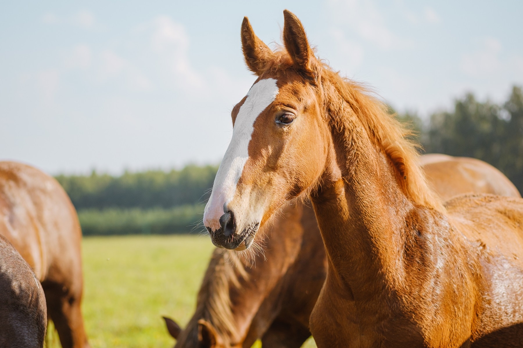 Rotbraunes Pferd