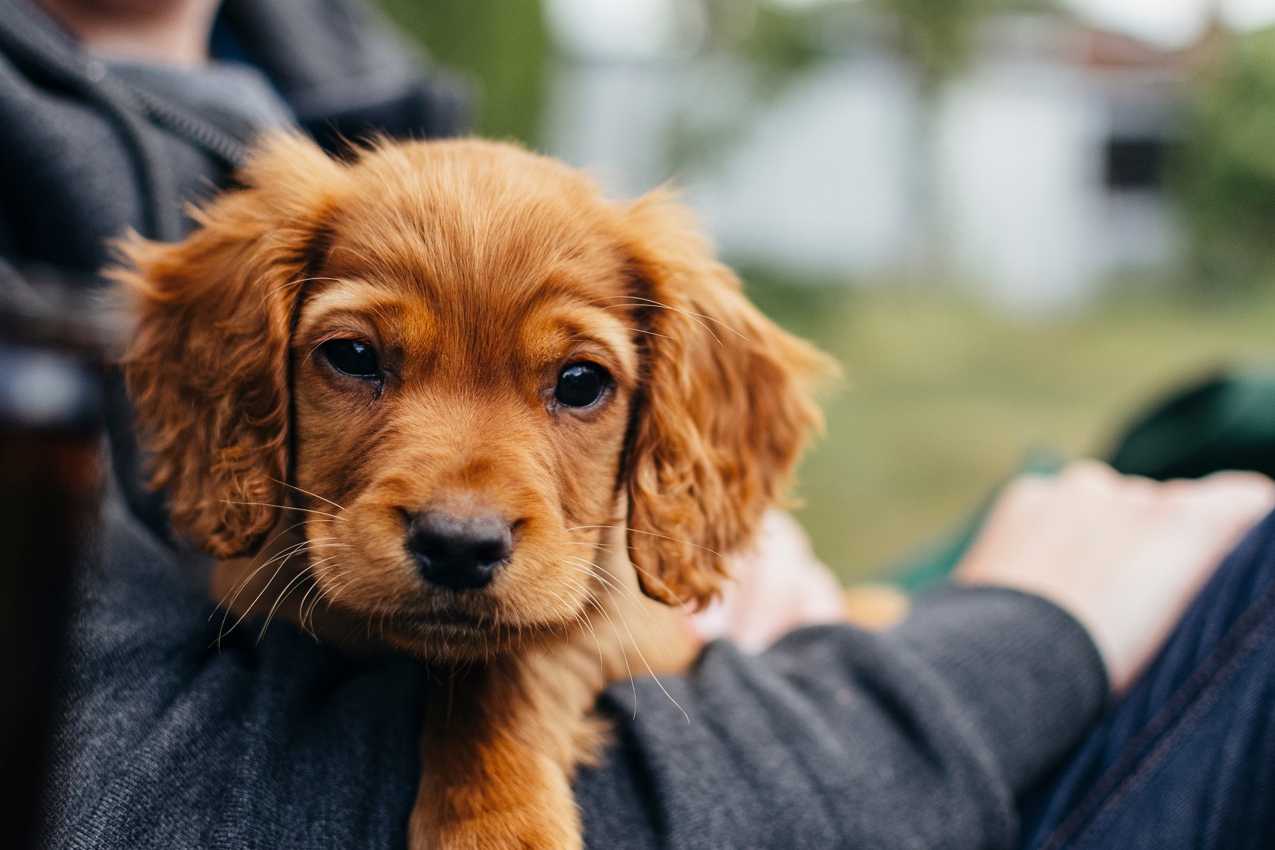 Roter Cocker Spaniel