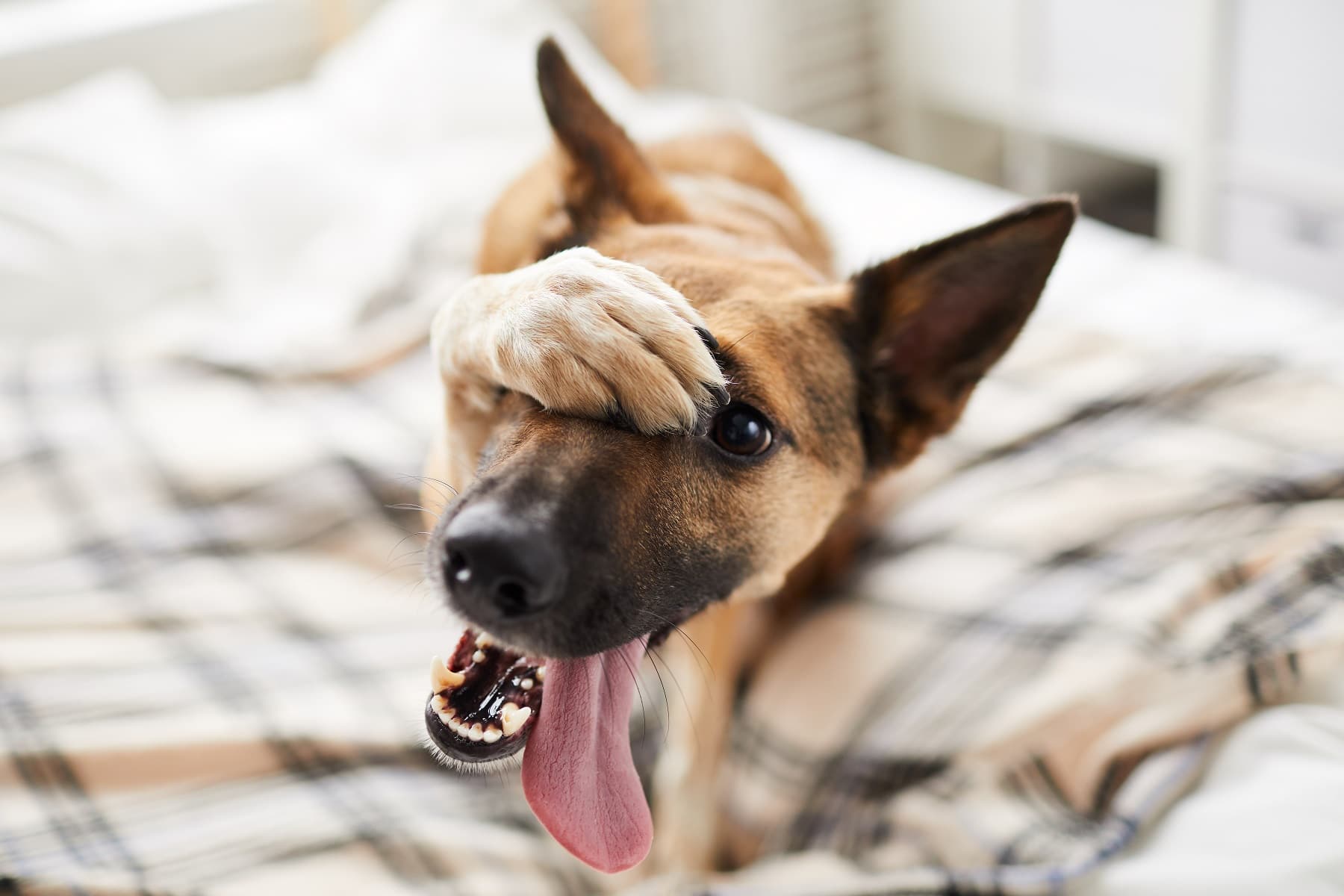 Schäferhund liegt auf Bett und hält sich Augen zu