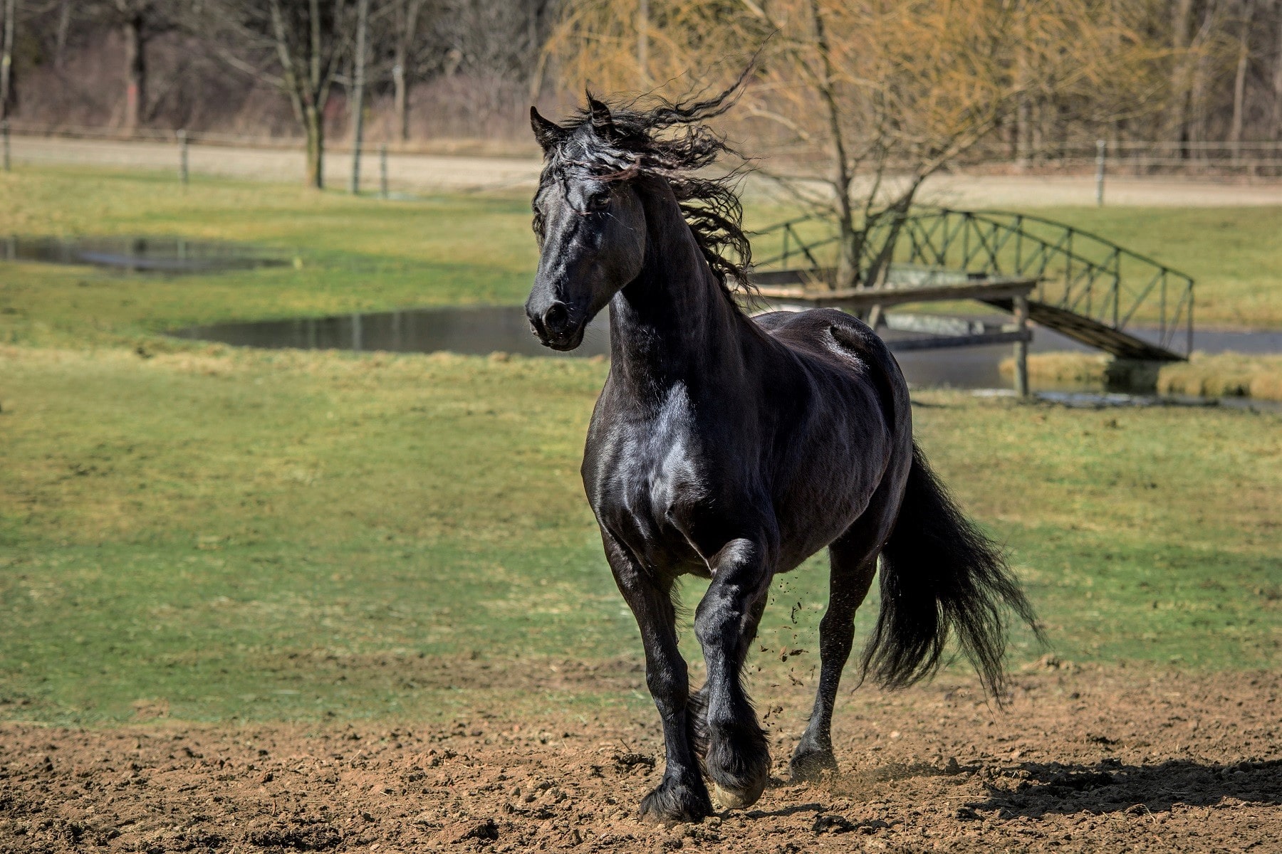 Schwarzes Pferd "Black Beauty"