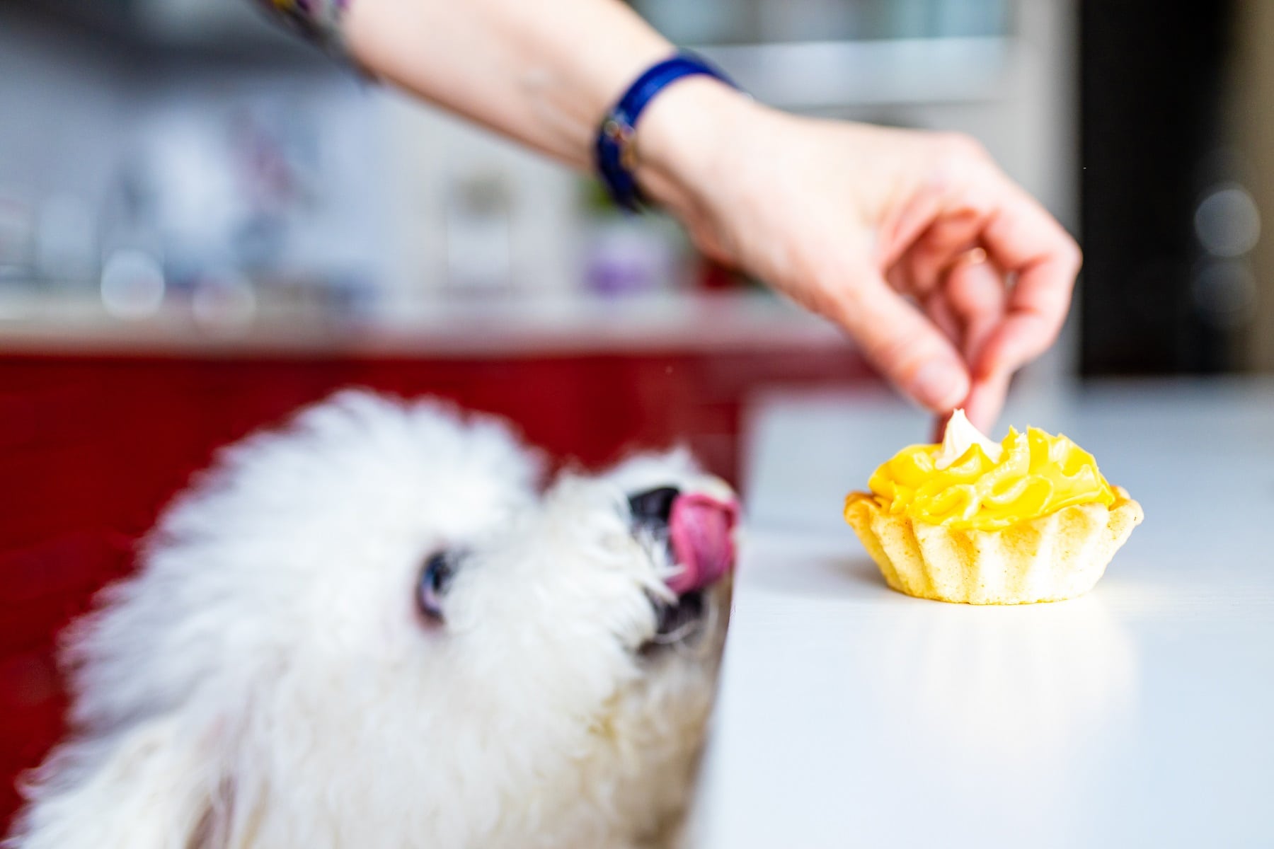 Terrier nascht Gebäck vom Küchentisch