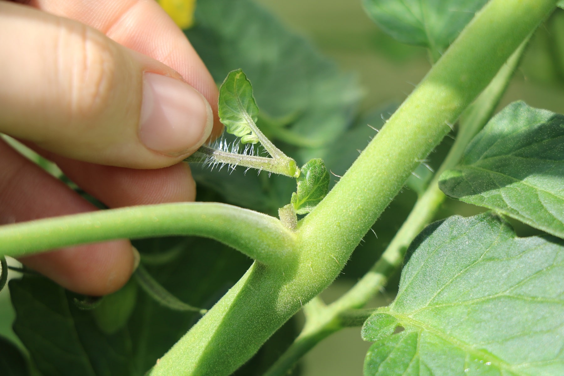 Tomaten ausgeizen