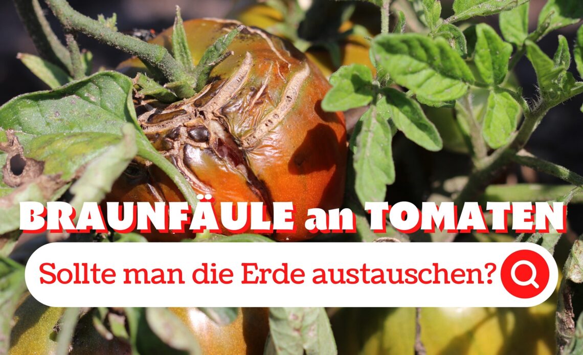 Tomaten mit Braunfäule