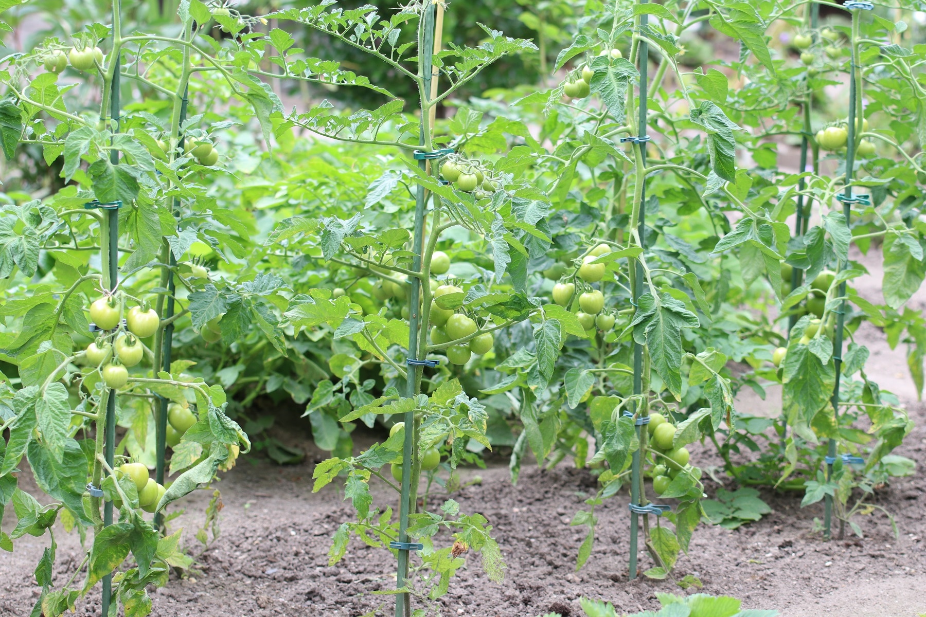 Tomaten in Freilandbeet