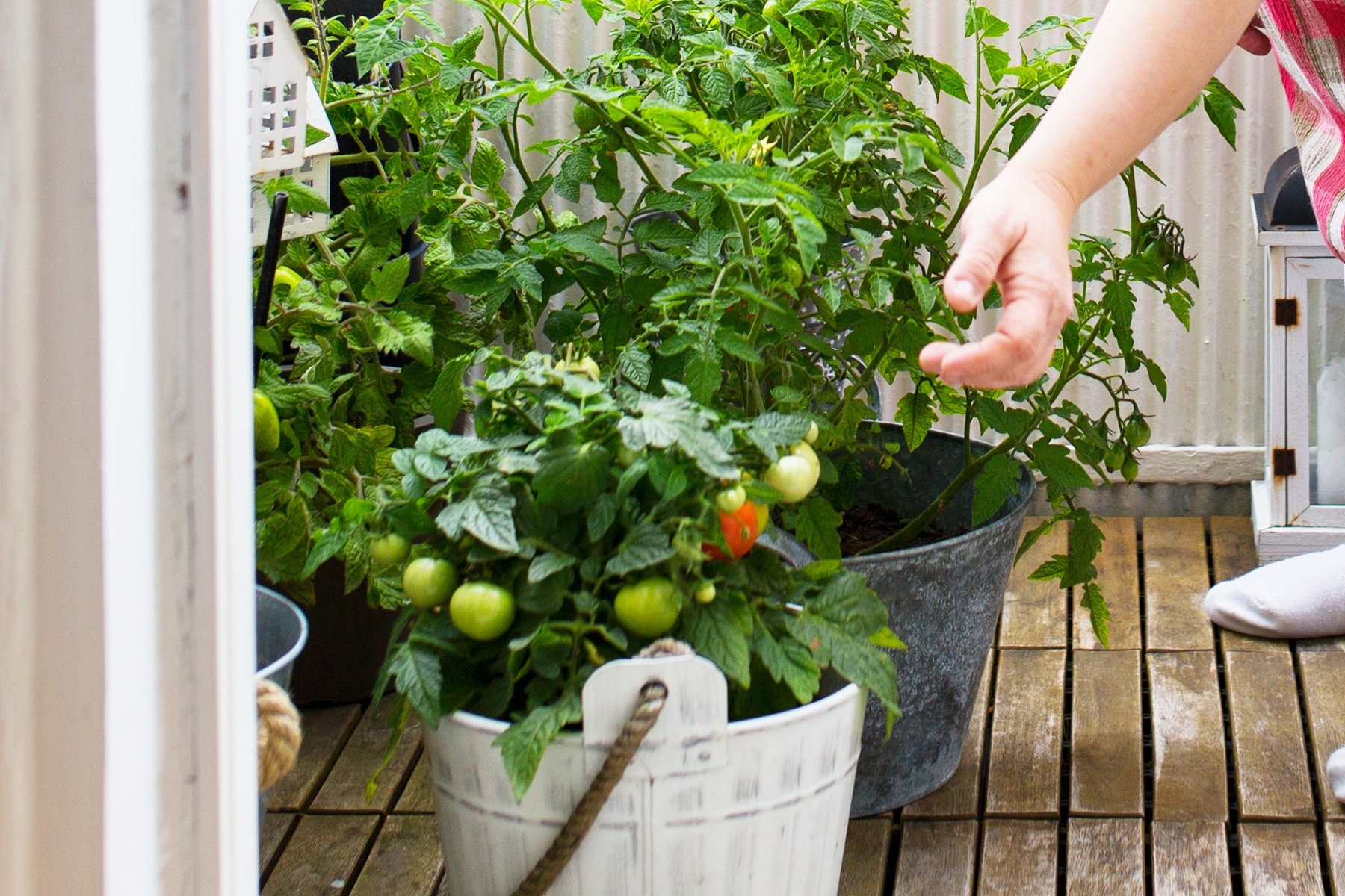 Topftomaten auf Balkon