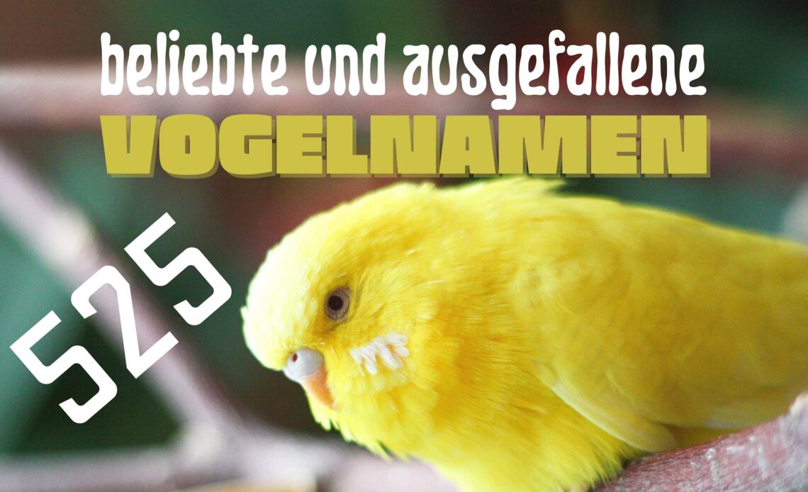 Vogelnamen - Wellensittich