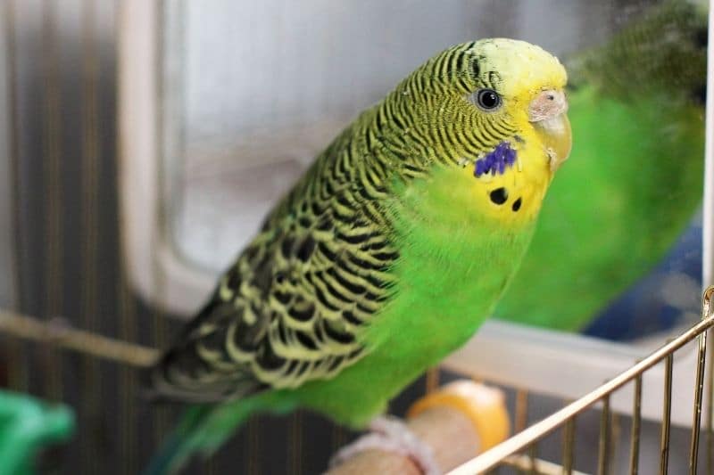 Wellensittich (Melopsittacus undulatus)