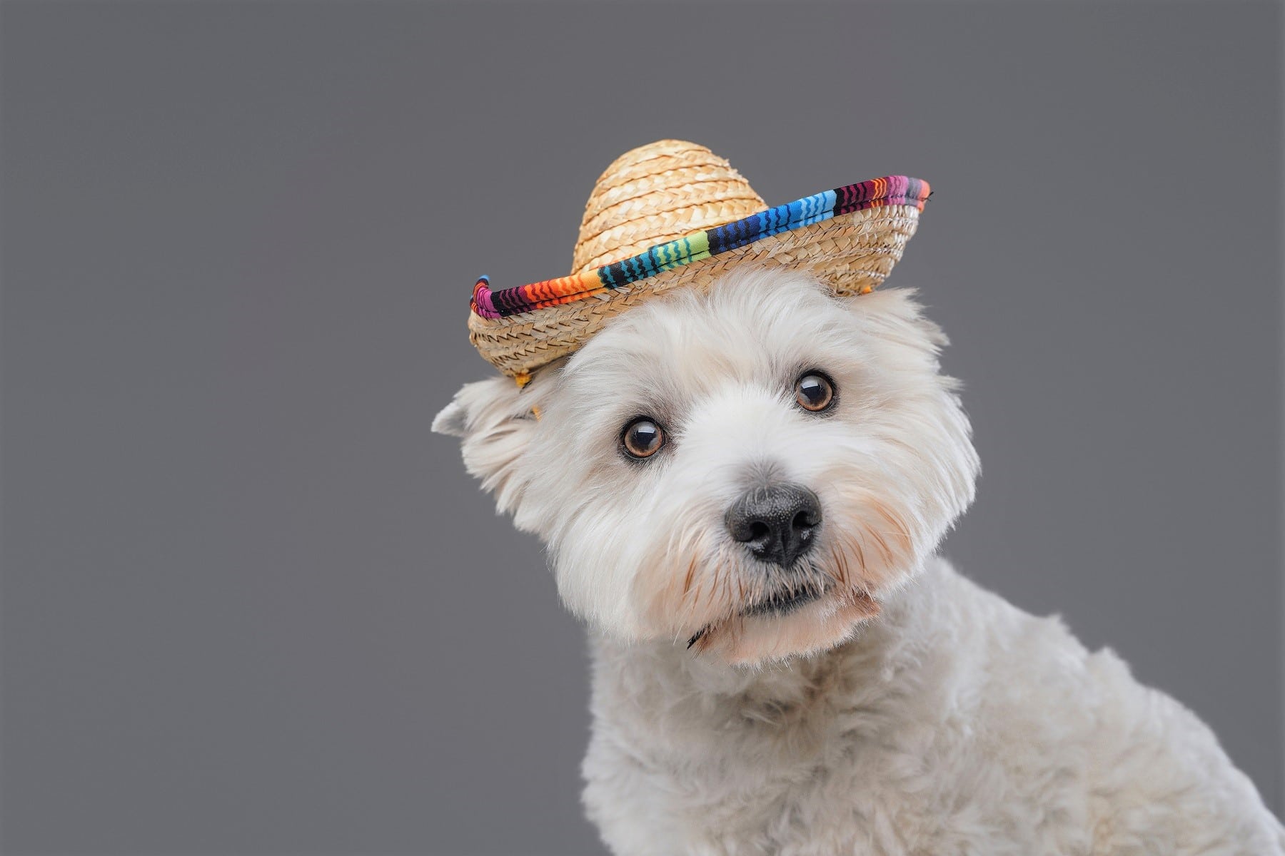 West Highland Terrier schaut mit Hut in Kamera