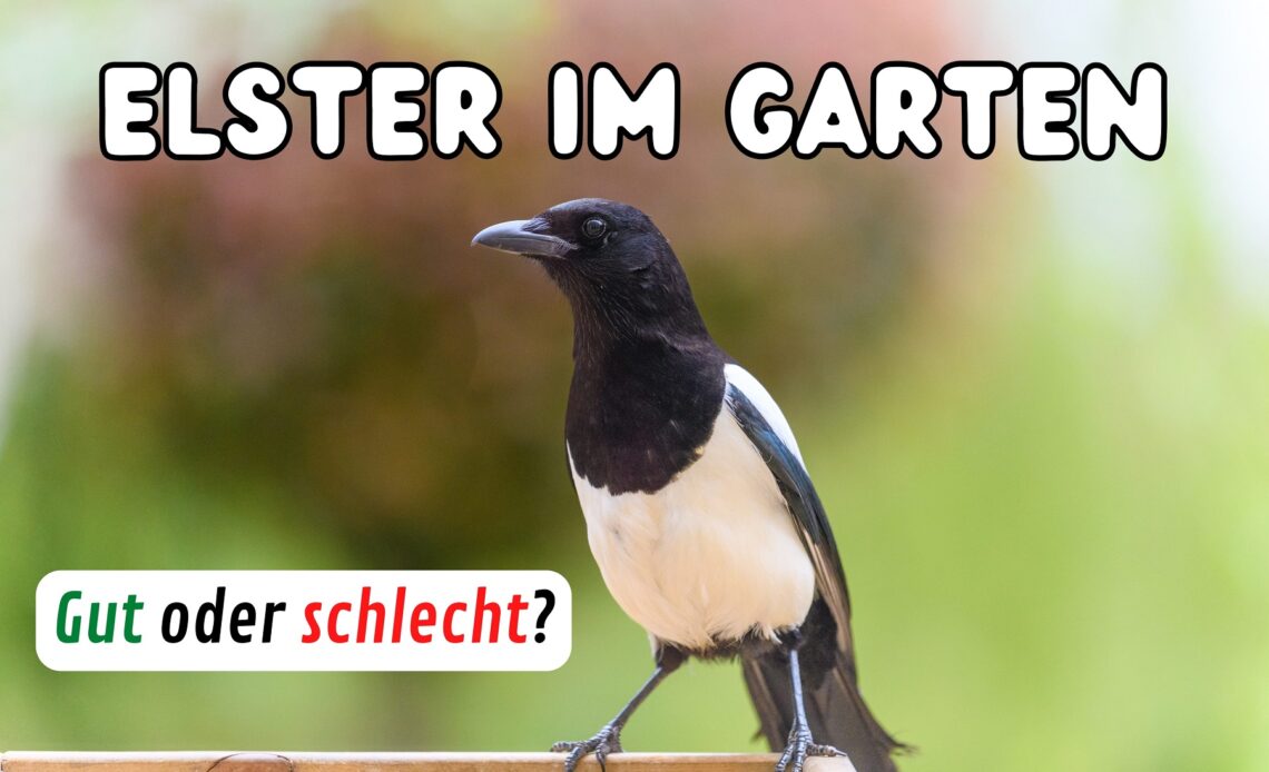 Elster im Garten