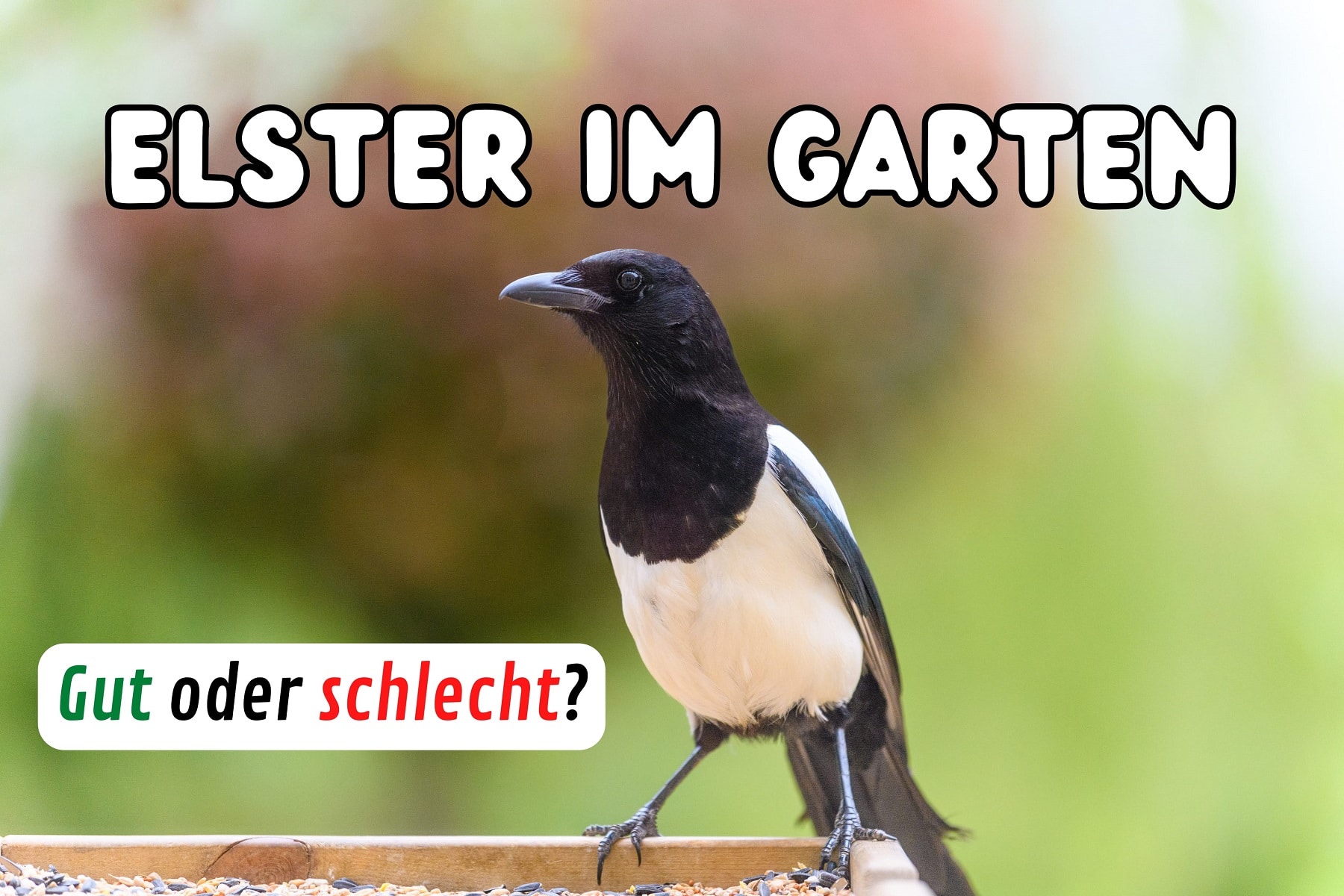 Elster im Garten gut oder schlecht? Gartenrat.de
