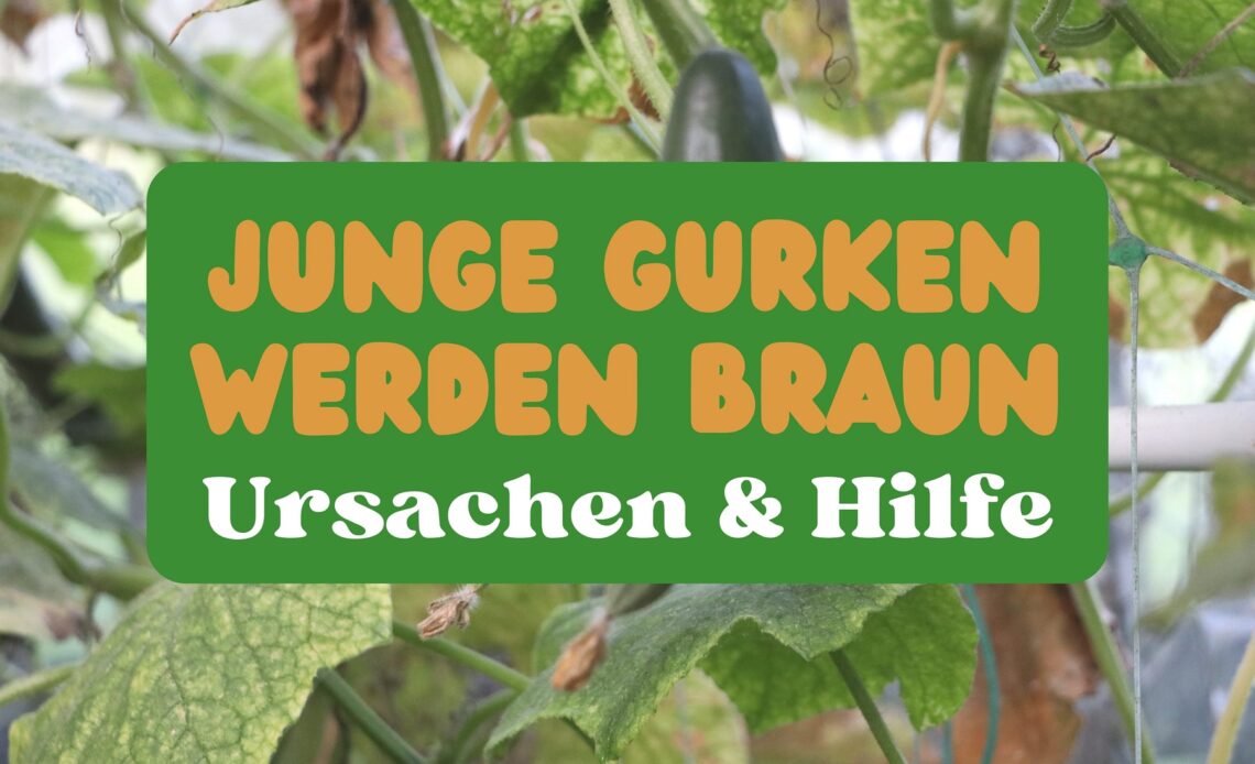 Gurken-Jungpflanzen werden braun