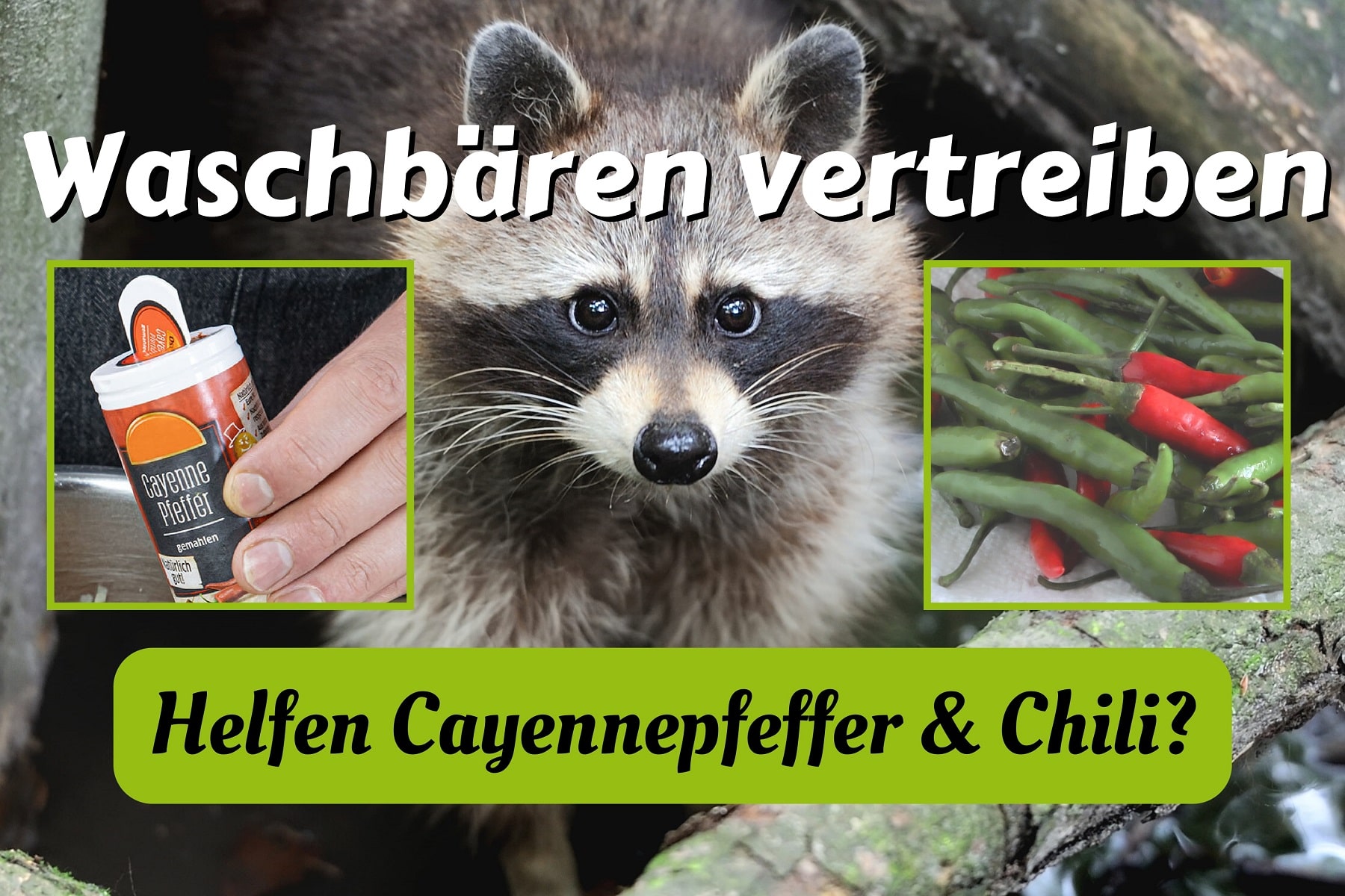 Hilft Chili/Cayennepfeffer gegen Waschbären? Gartenrat.de