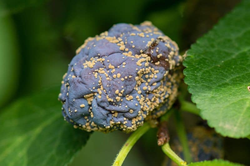 Monilia-Fruchtfäule (Monilia fructigena) an Pflaume