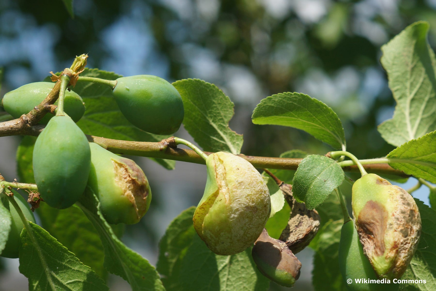 Narrenkrankheit (Taphrina pruni) an Hauszwetschge