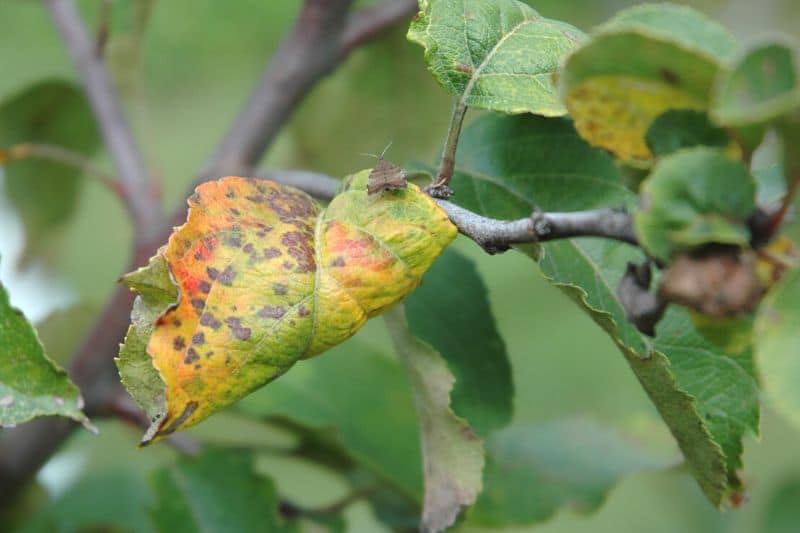 Pflaumenrost (Tranzschelia pruni spinosae)