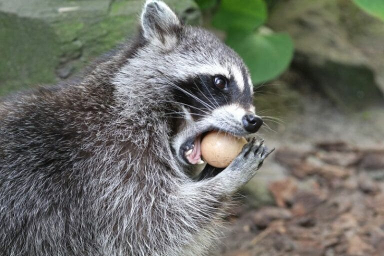 Waschbär im Garten wen sollte man anrufen? Gartenrat.de