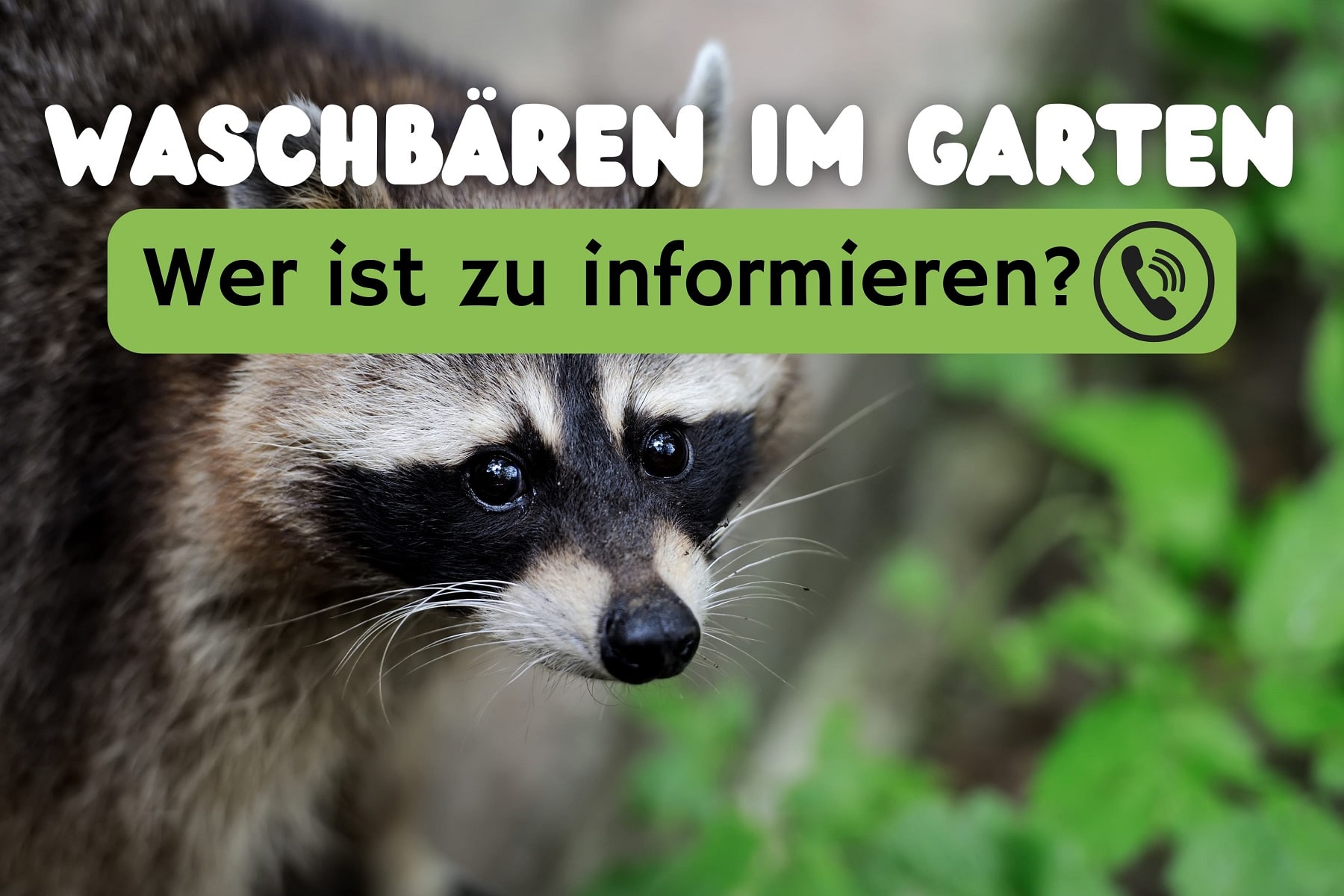 Waschbär im Garten wen sollte man anrufen? Gartenrat.de