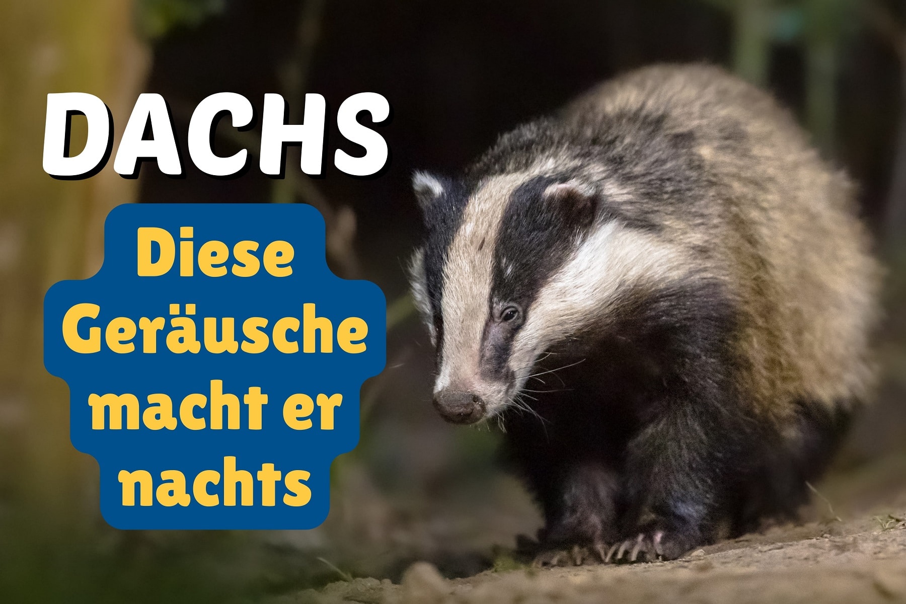 Welche Geräusche macht der Dachs nachts? - Gartenrat.de