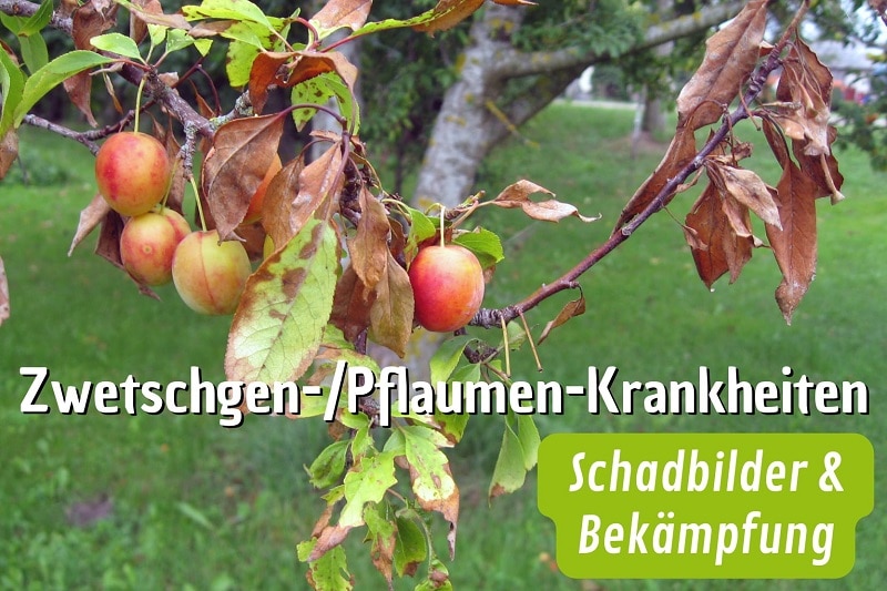 Krankheiten am Pflaumen- und Zwetschgenbaum