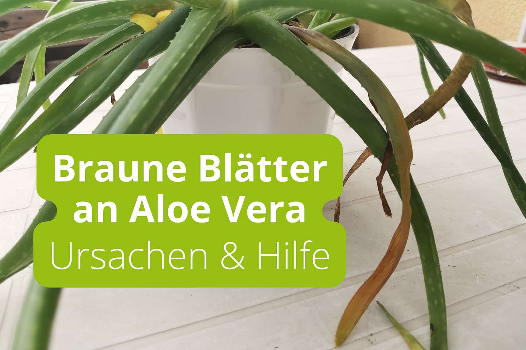 Aloe Vera Bltter werden braun: richtig reagieren - Gartenrat.de
