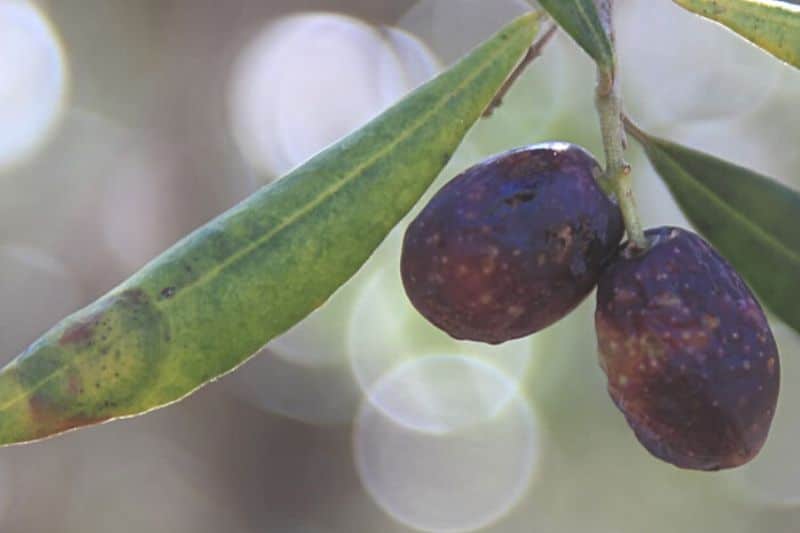 Augenfleckenkrankheit an Olivenbaum