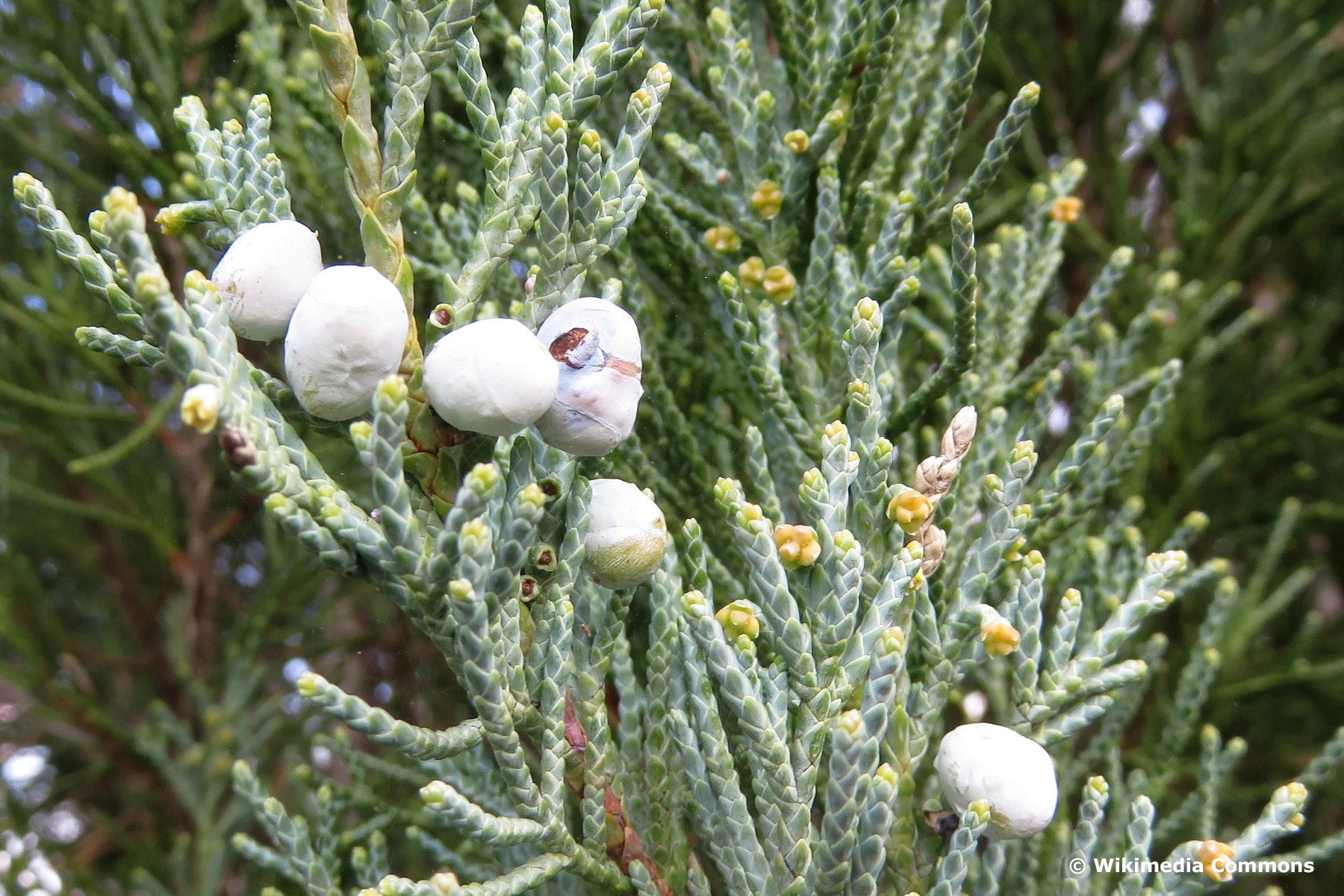 Blauer Raketenwacholder (Juniperus scopulorum 'Blue Arrow')