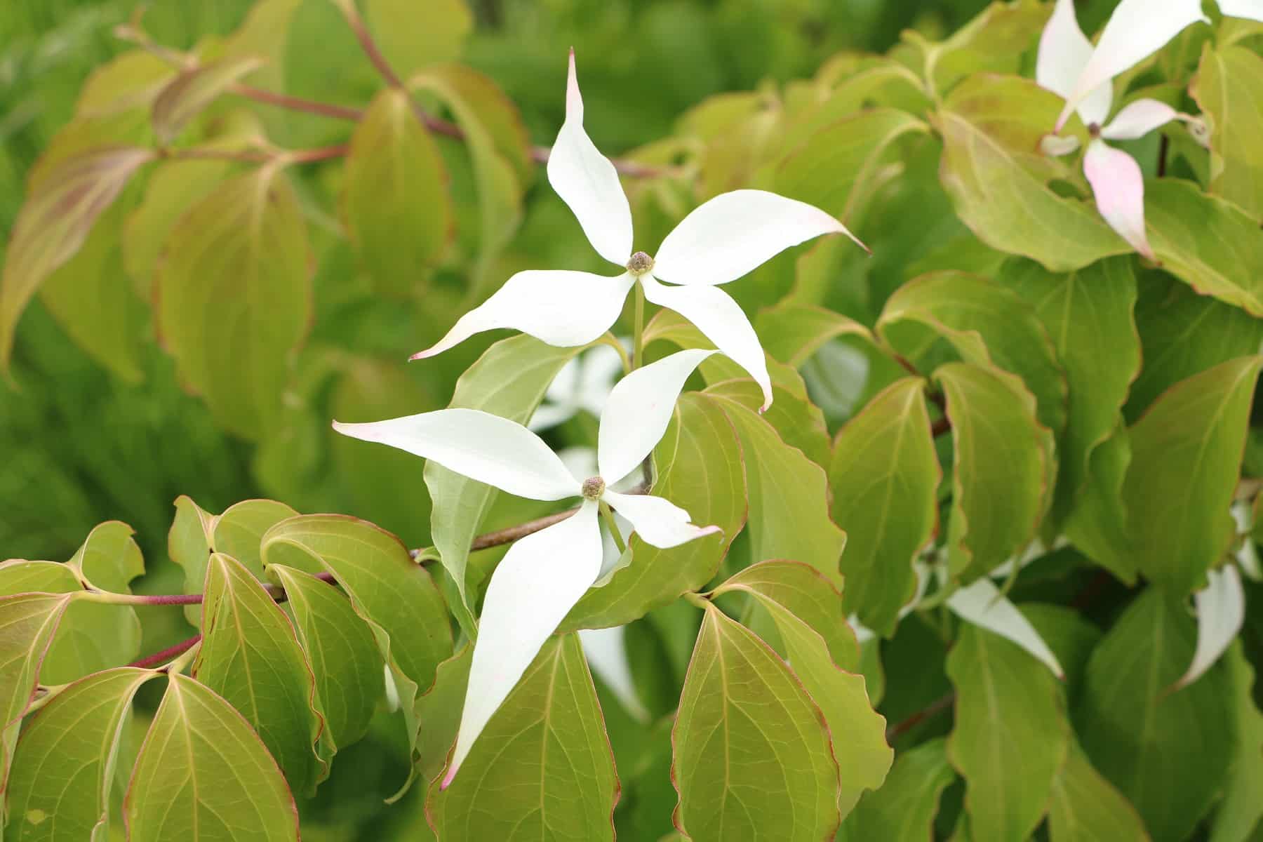 Blumenhartriegel (Cornus kousa)