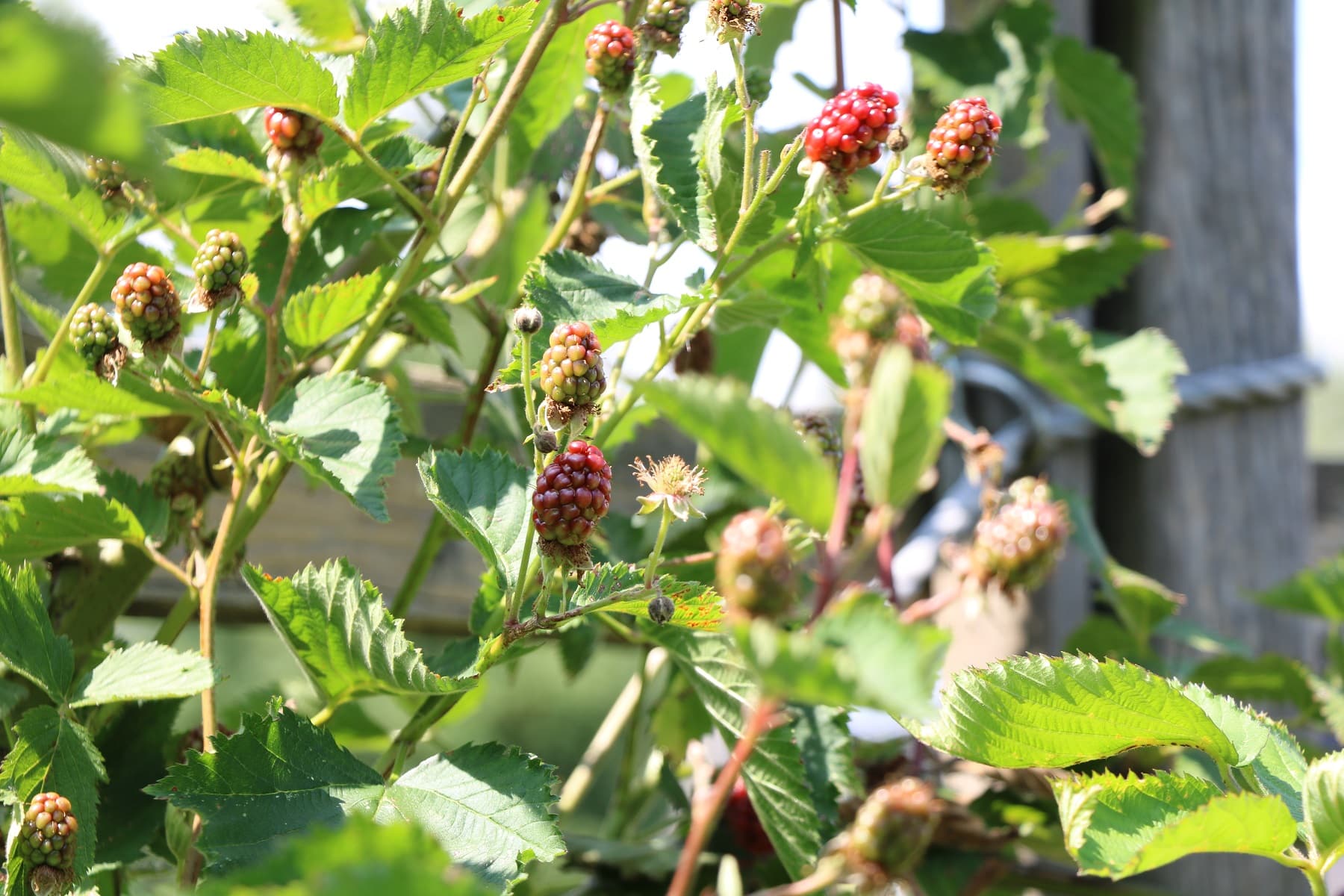 Brombeere (Rubus sect. rubus)