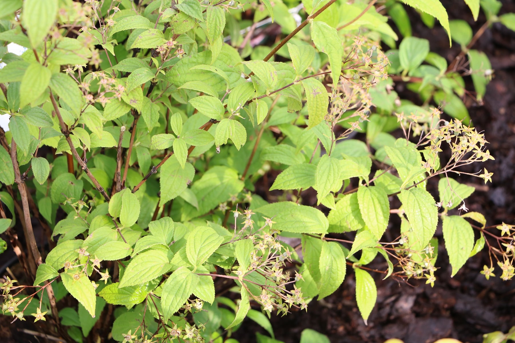 Rosendeutzie (Deutzia scabra 'Mont Rose')