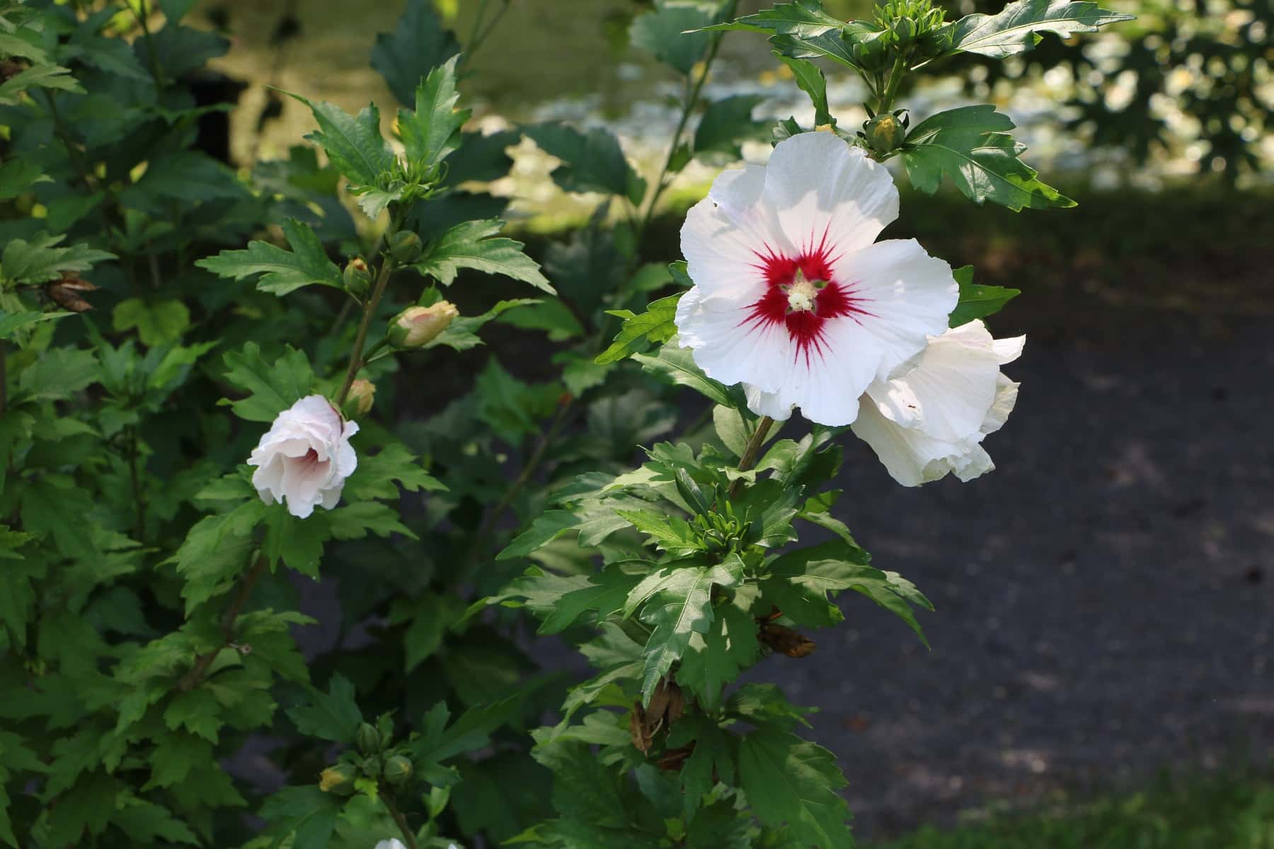 Gartenhibiskus (Hibiscus syriacus)