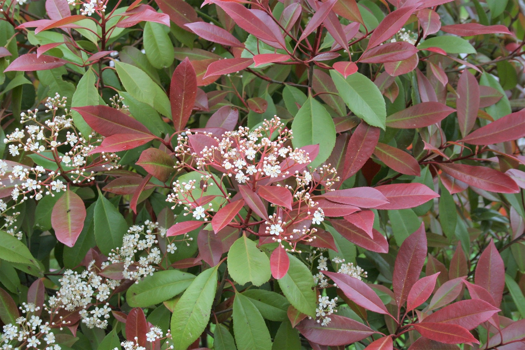 Glanzmispel (Photinia x fraseri)