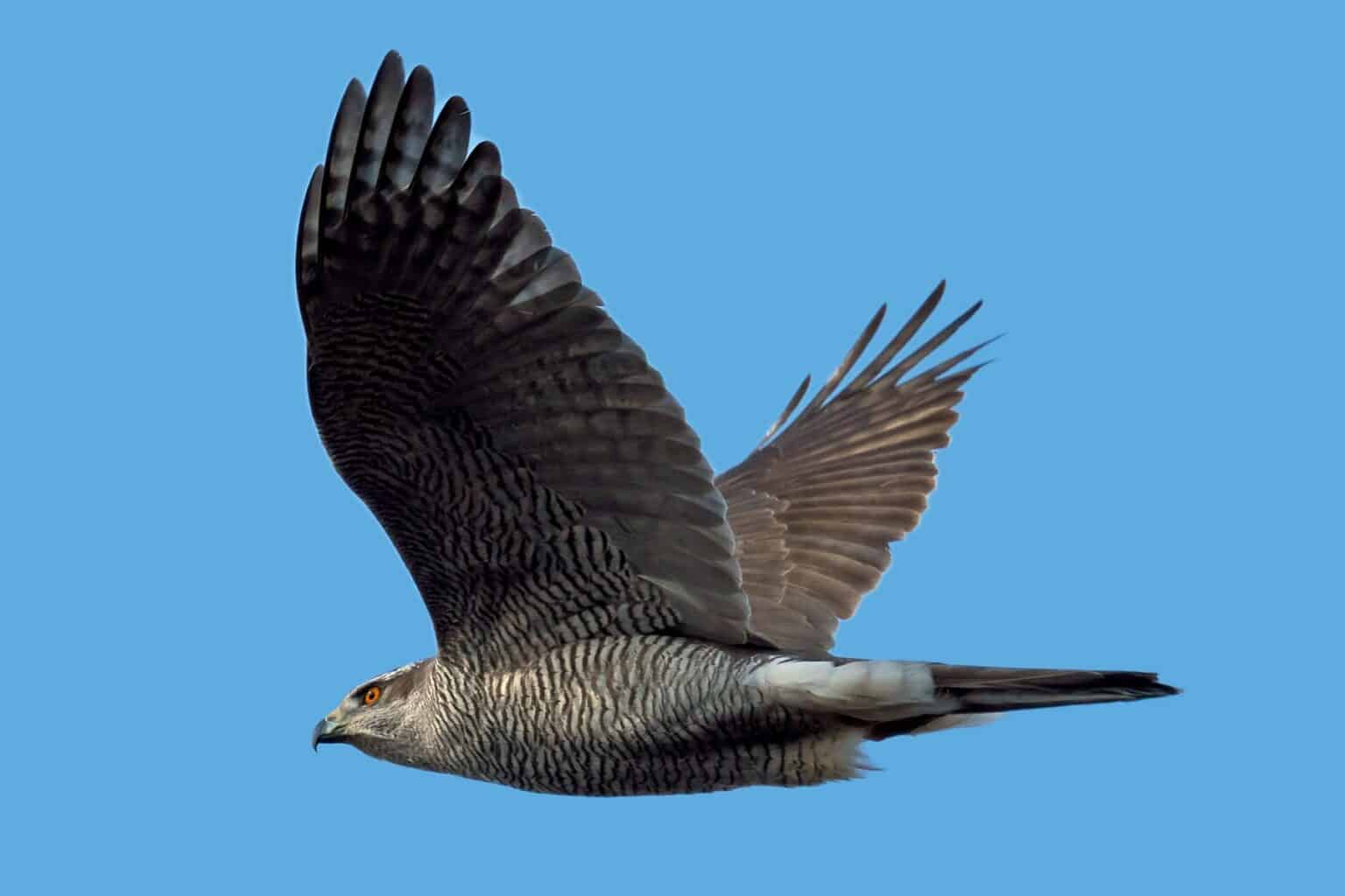 Silhouette Bestimmen Greifvögel Bestimmen Flugbild Greifvögel 17 Greifvögel mit dem Flugbild bestimmen - Gartenrat.de