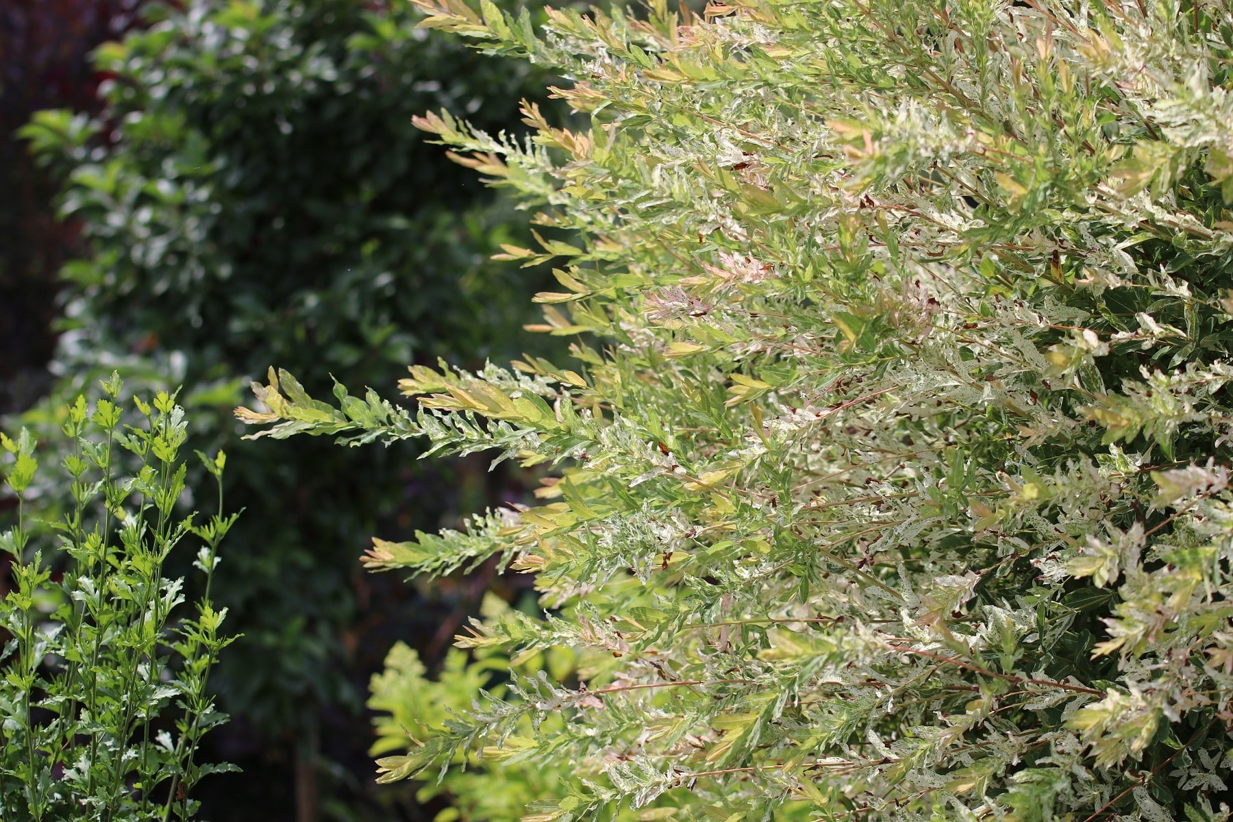 Harlekinweide (Salix integra 'Hakuro Nishiki')