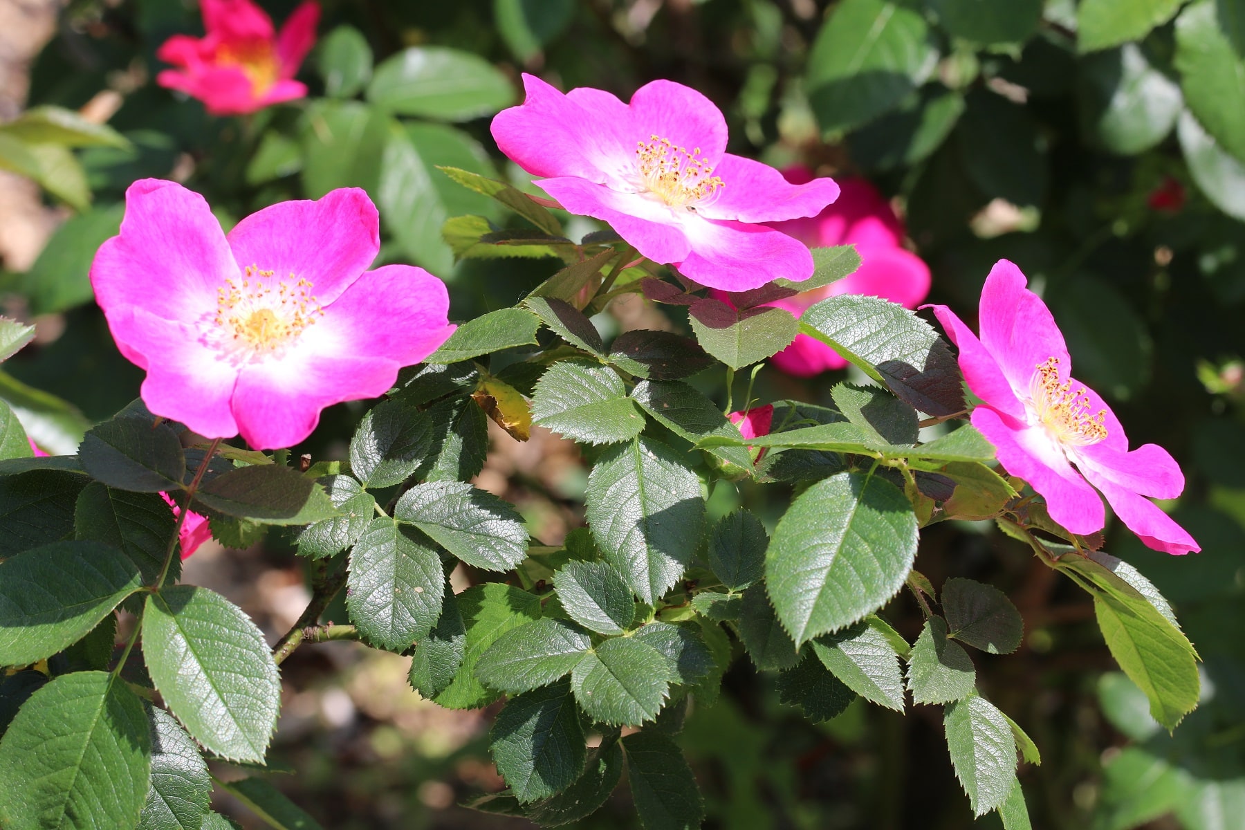 Hundsrose (Rosa canina)