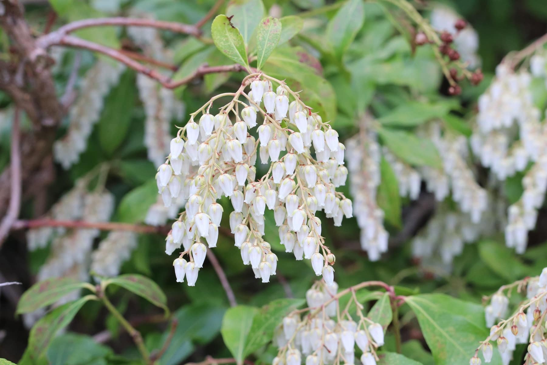 Japanische Lavendelheide (Pieris japonica)