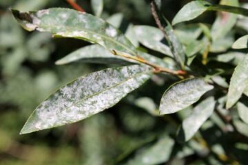 Wie hoch wird Kirschlorbeer? Wachstum & Höhe Gartenrat.de