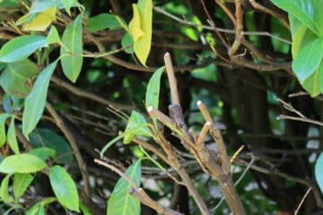 Wie hoch wird Kirschlorbeer? Wachstum & Höhe Gartenrat.de