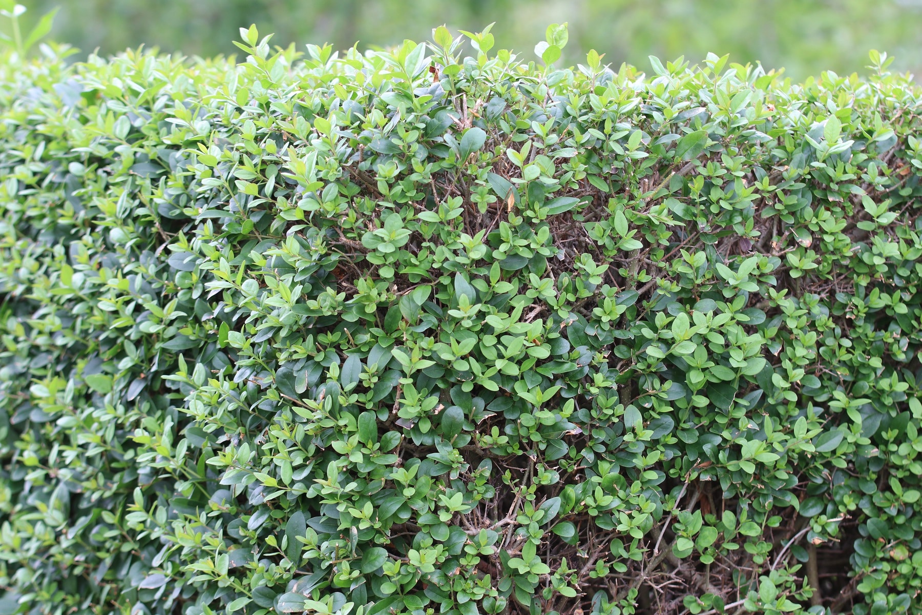 Liguster (Ligustrum)