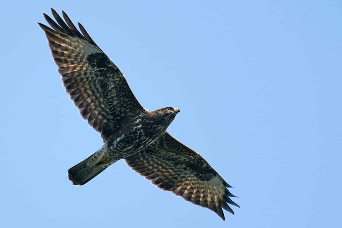 17 Greifvögel mit dem Flugbild bestimmen - Gartenrat.de