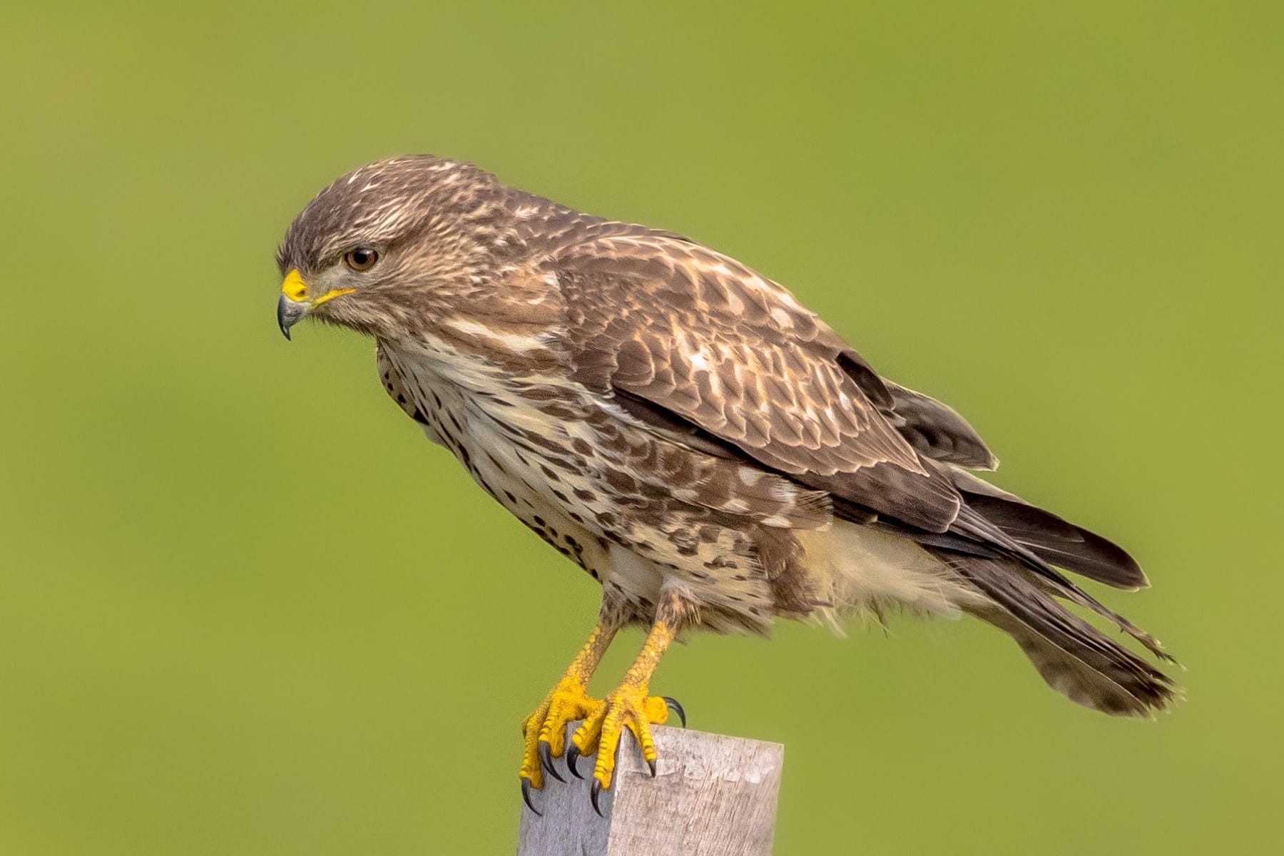 Mäusebussard sitzt auf Pfahl und wartet auf Beute